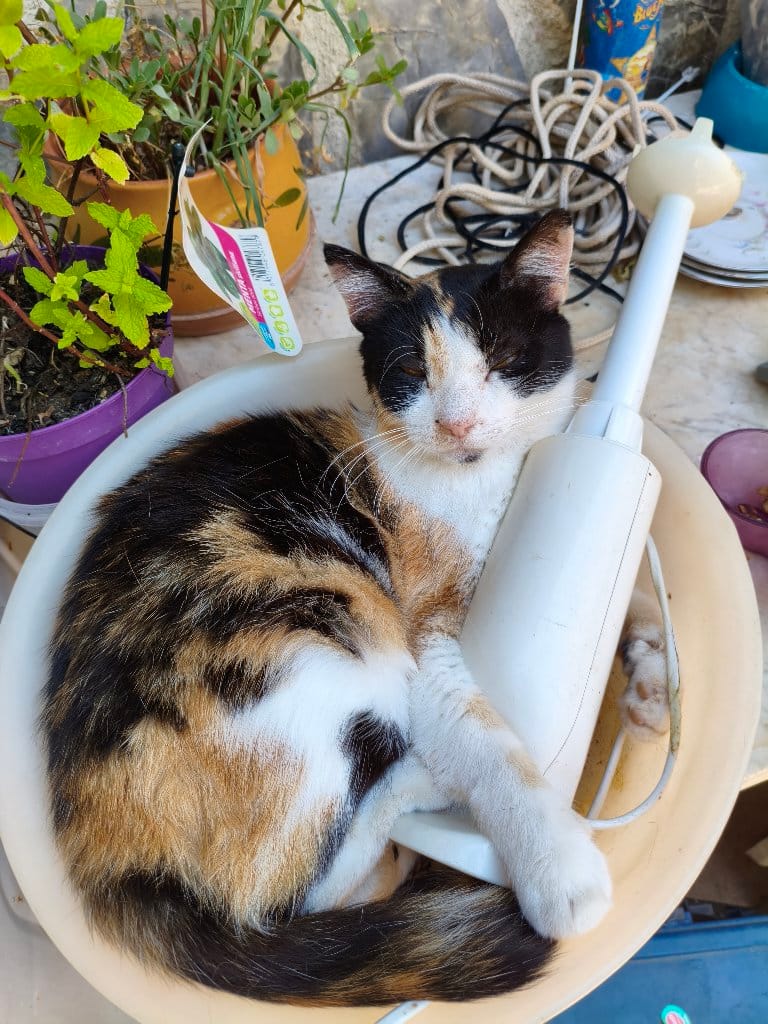 Monet, Mucca, Tutan, Cammon