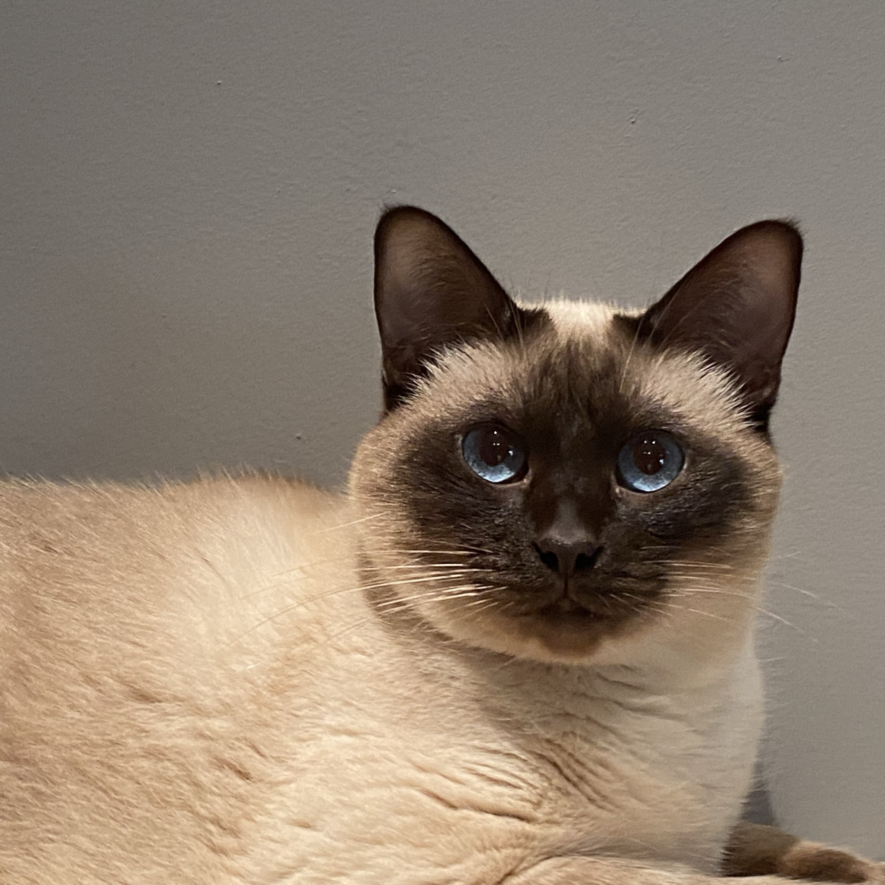 Dina