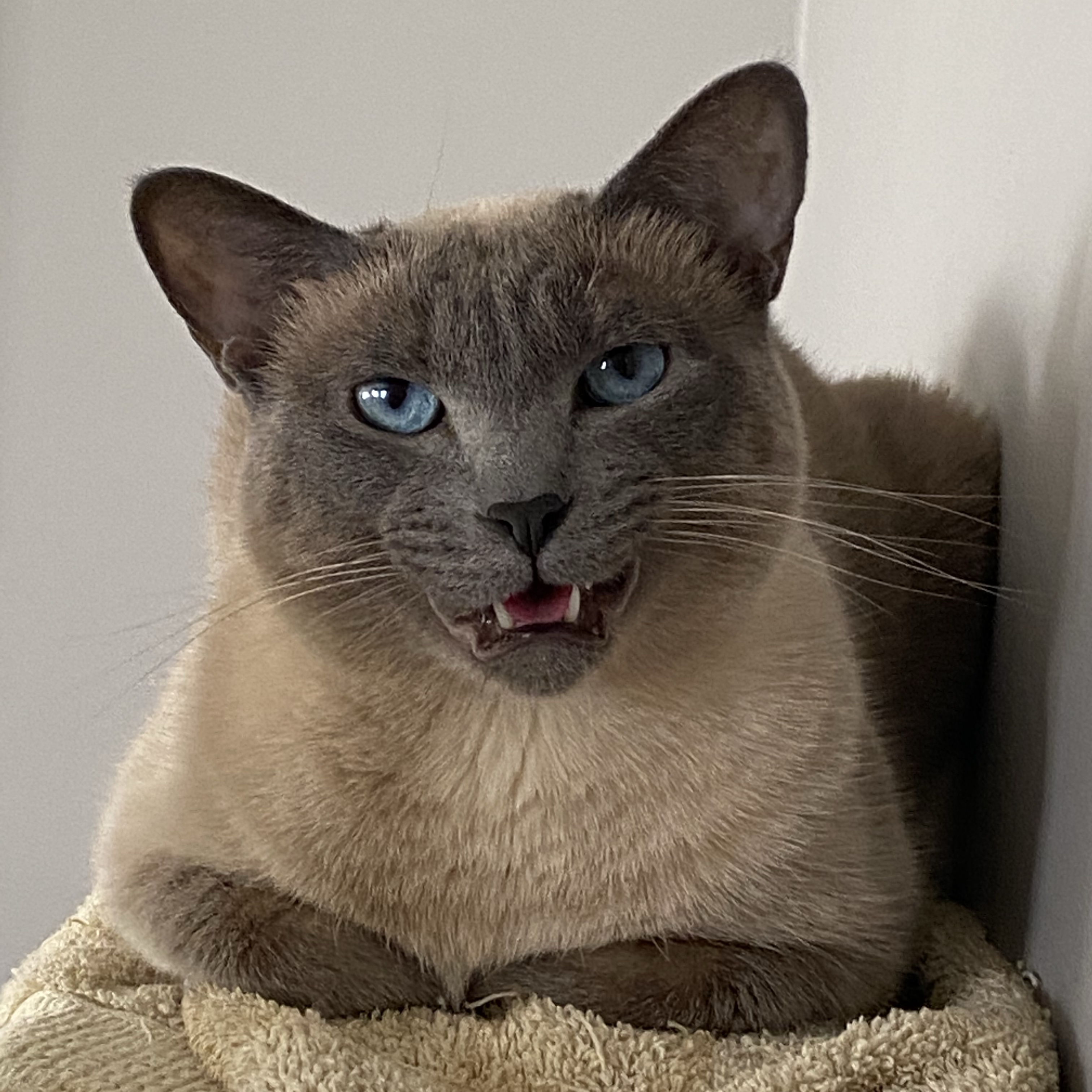 Nina