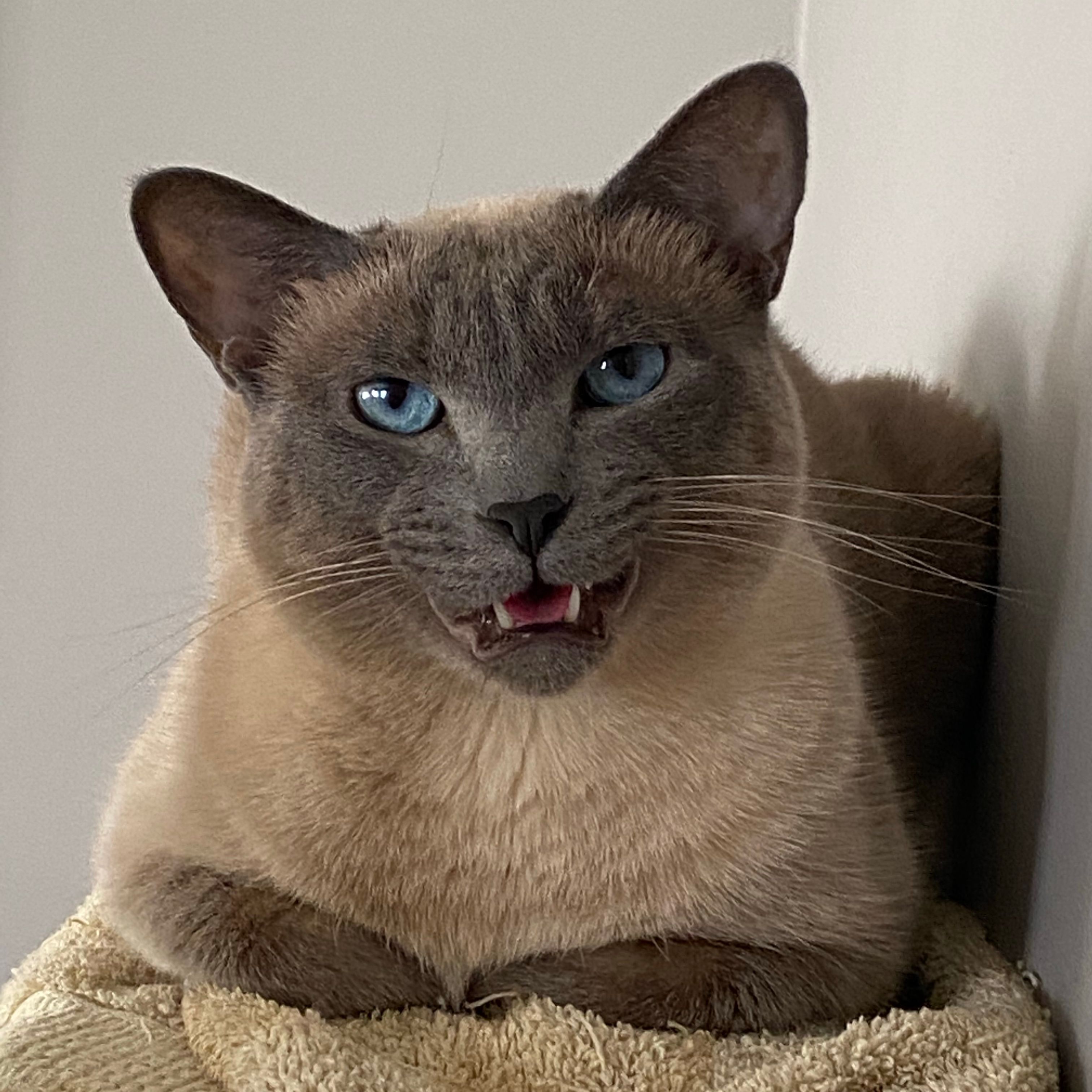 Nina