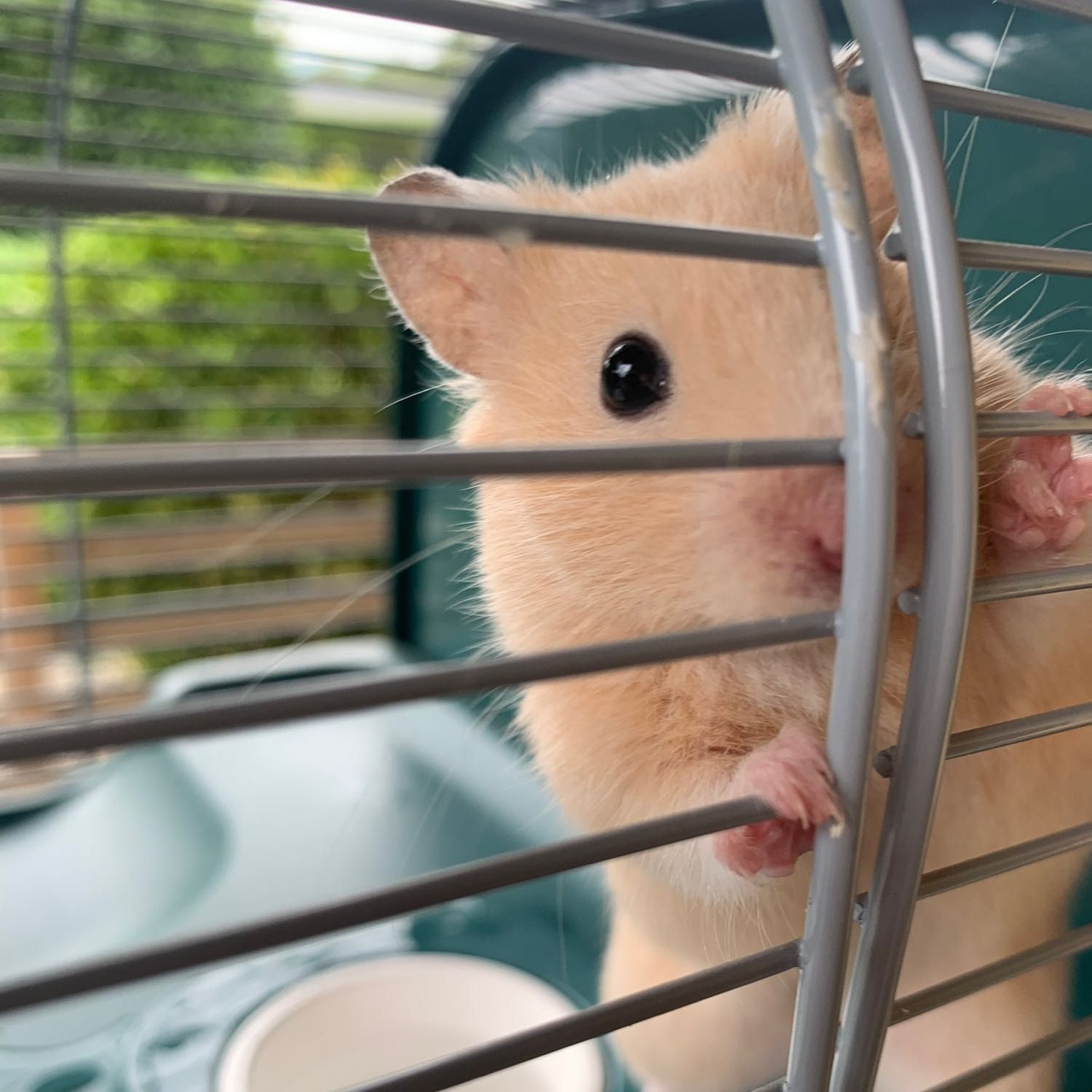 nugget