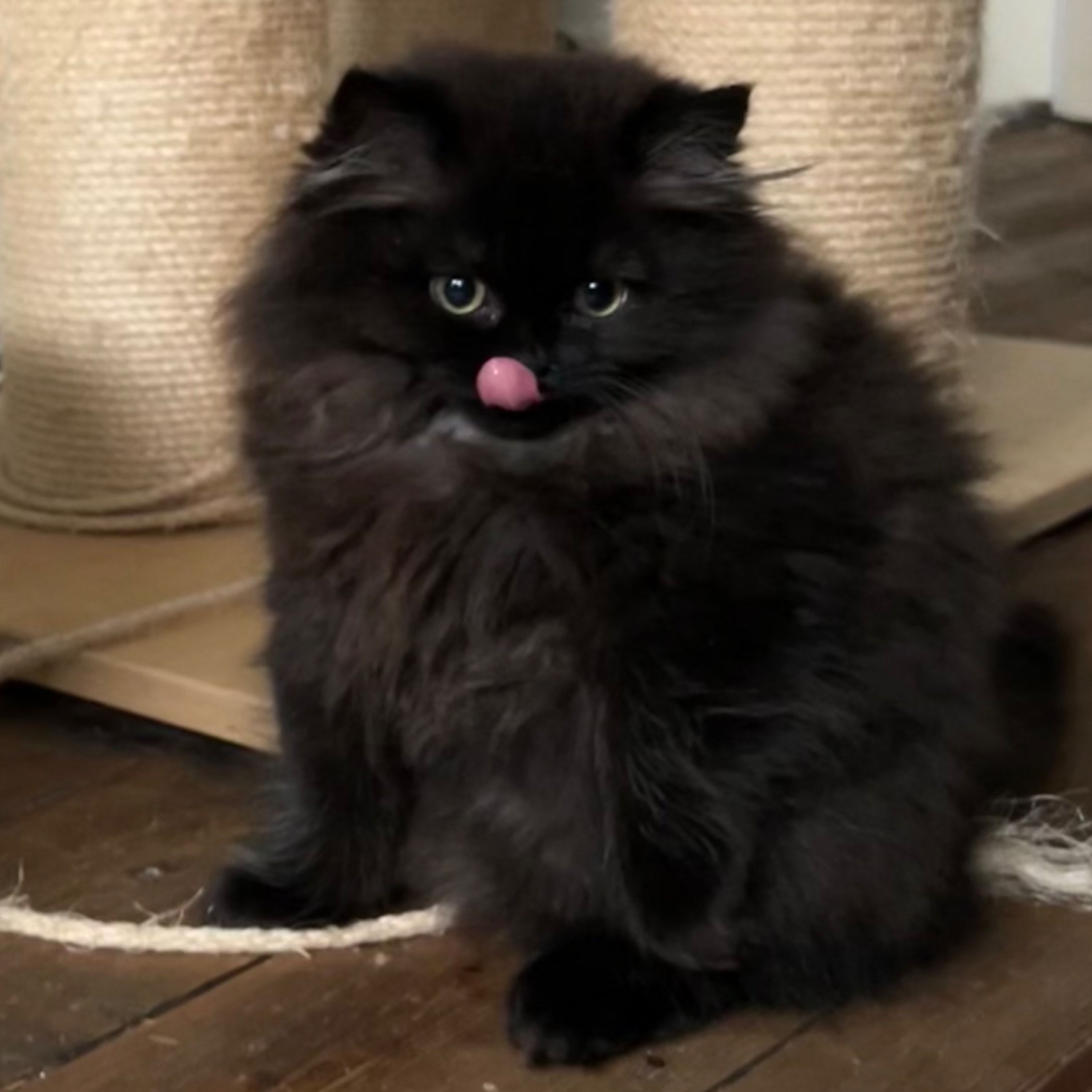 Mochi