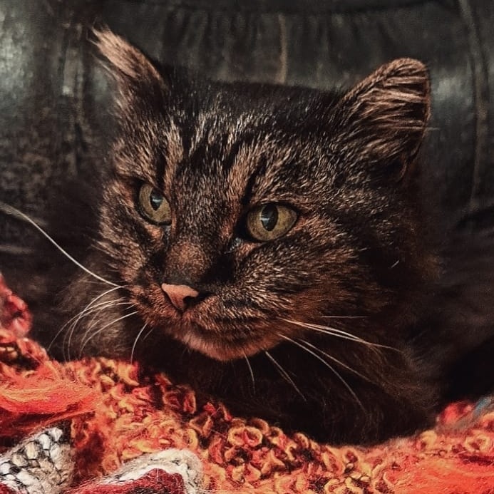 Stella detta La vecchietta