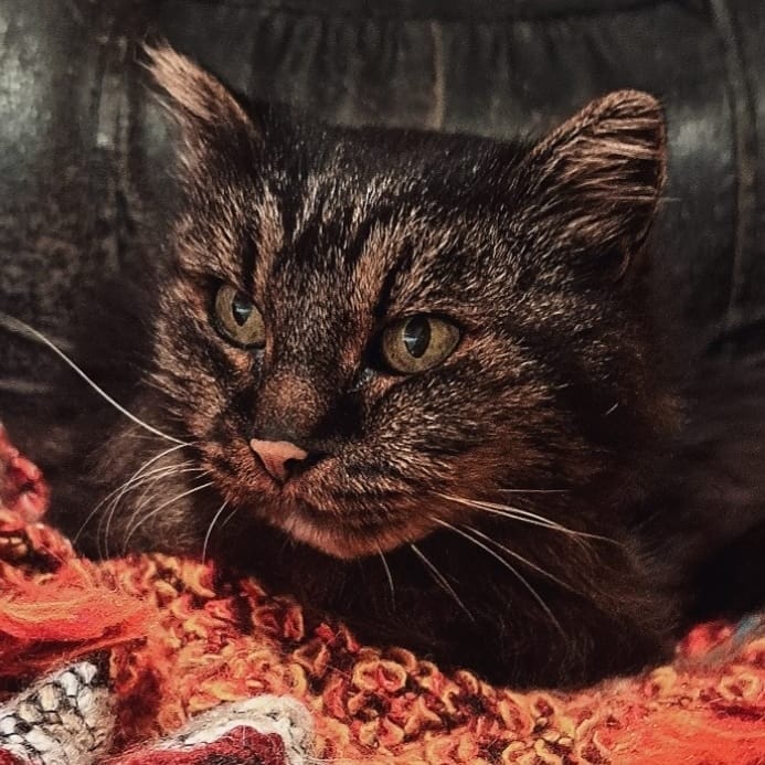 Stella detta La vecchietta