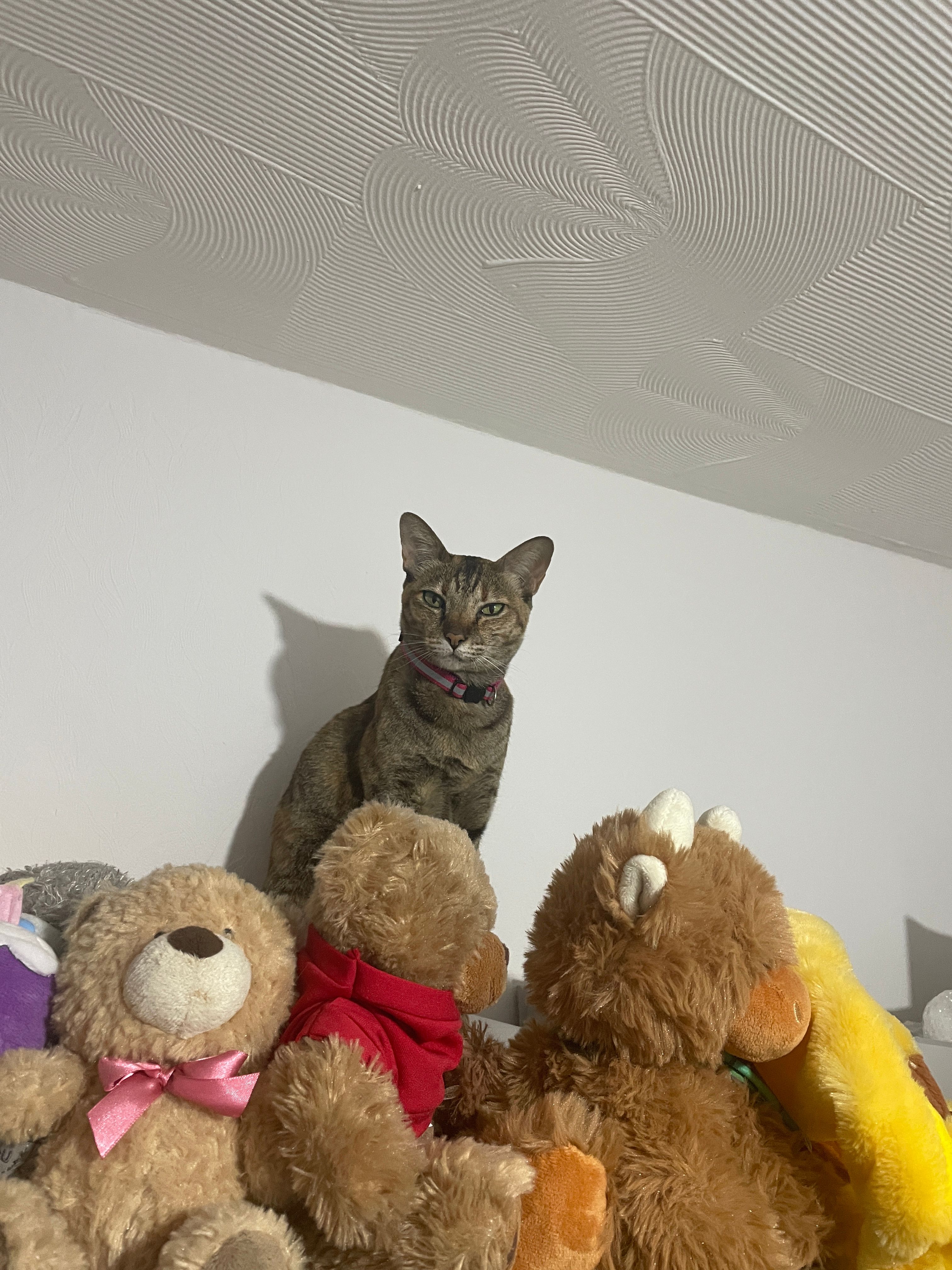 image-6