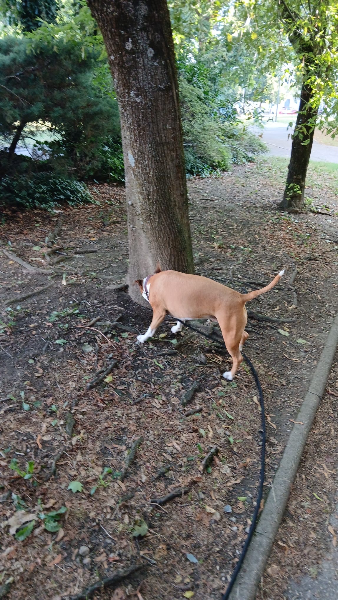 image-18