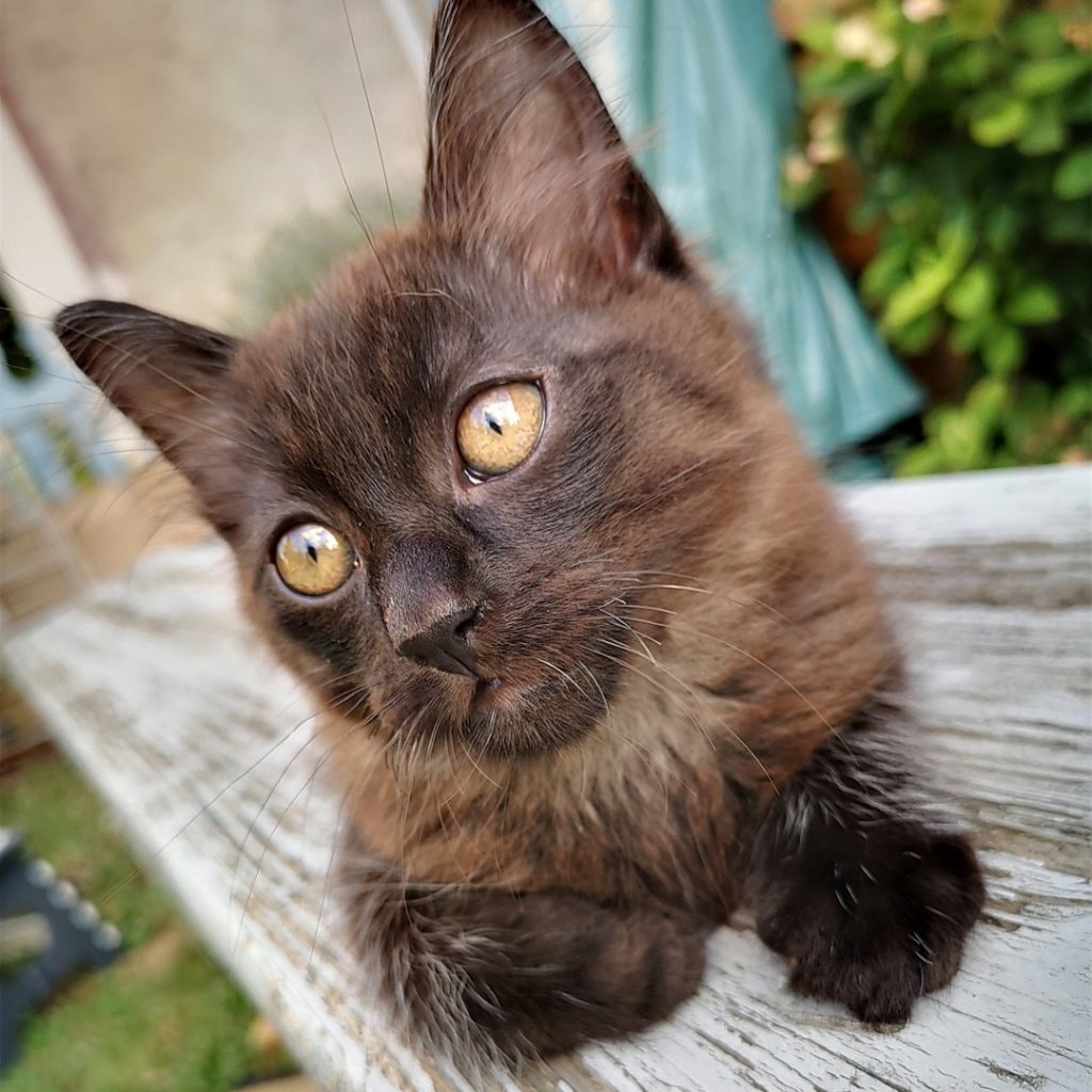 Radja