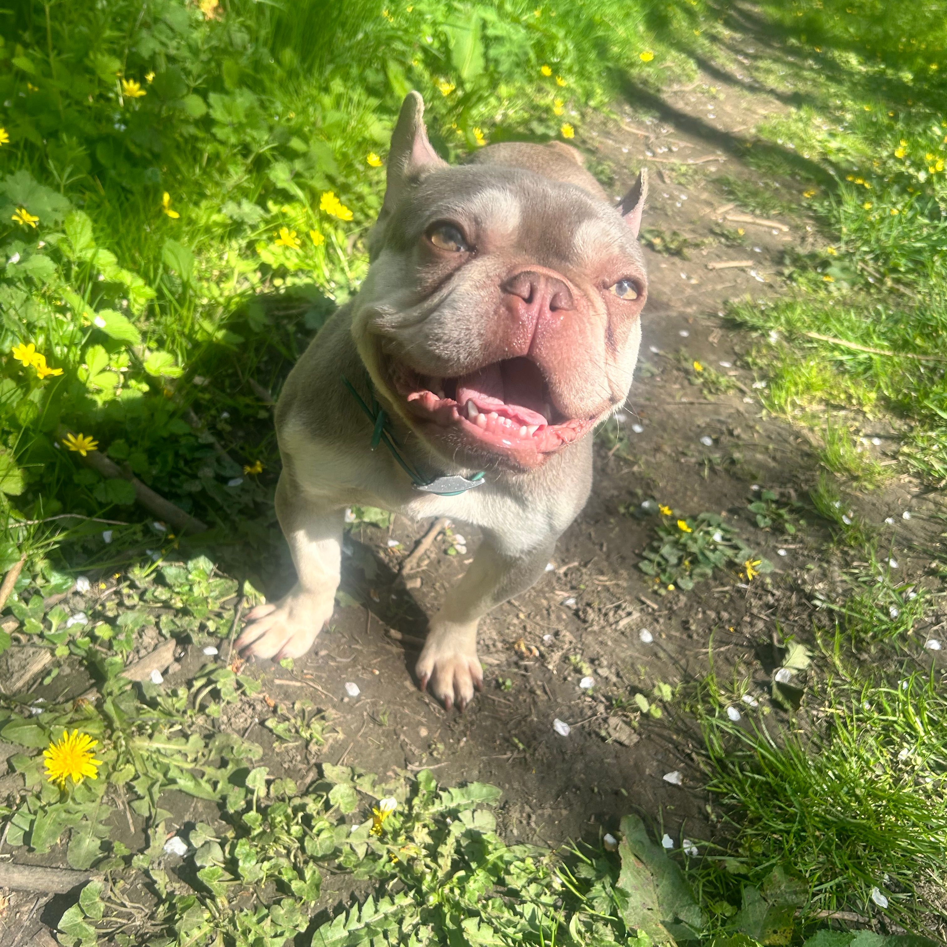 Nova