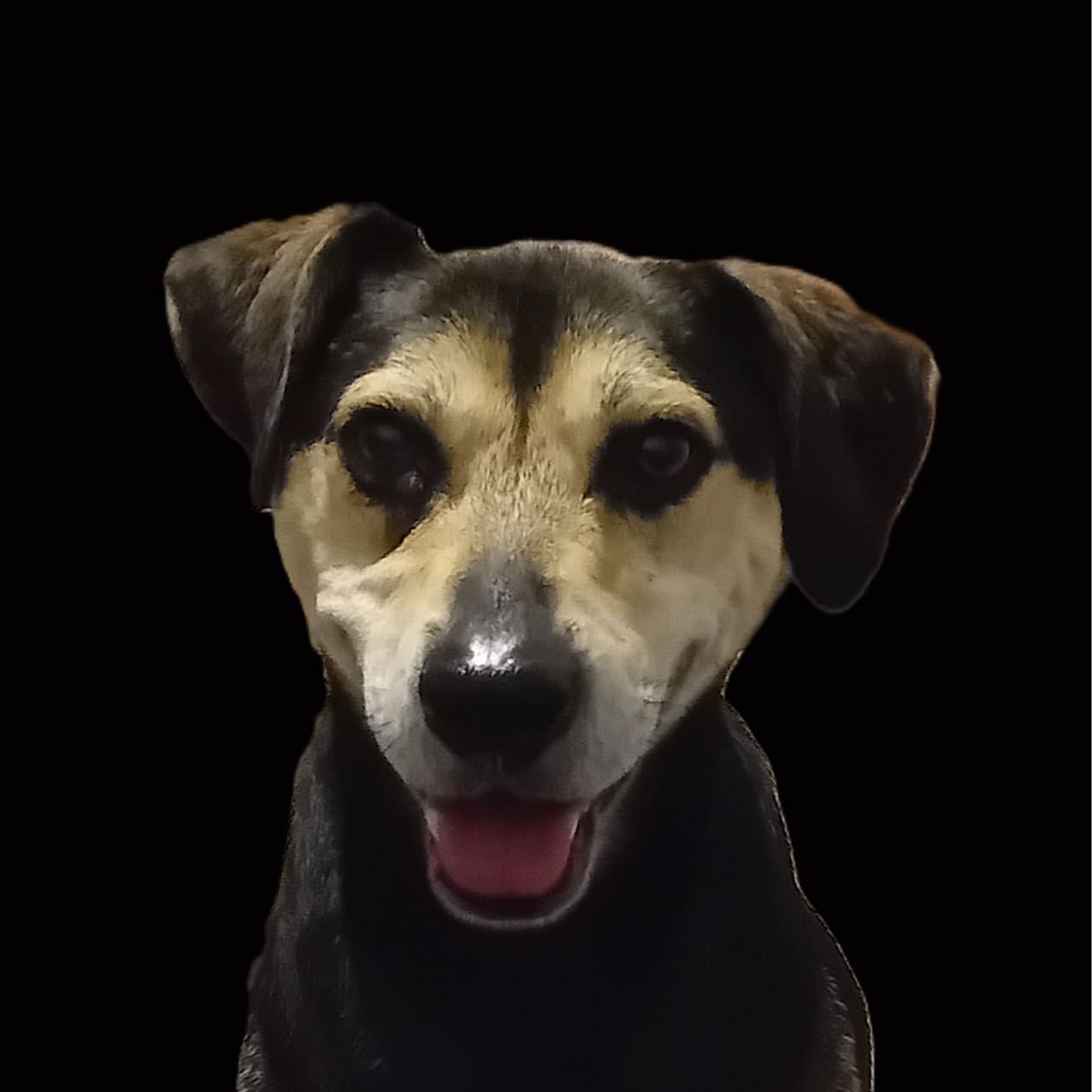 bruno