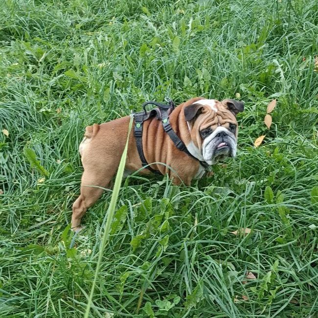 Marcel