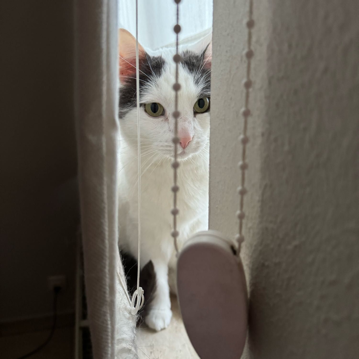 Pip