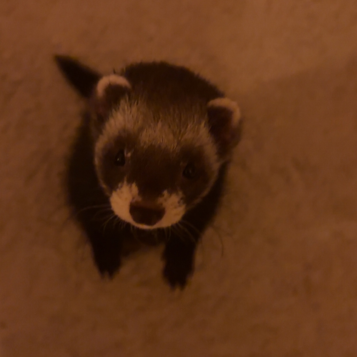 Pippie