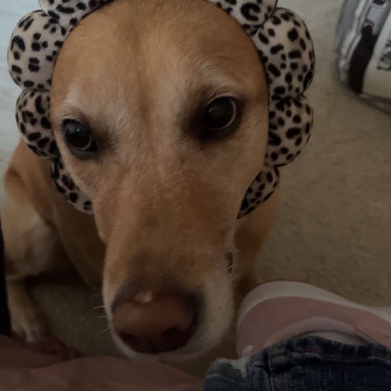 Gia