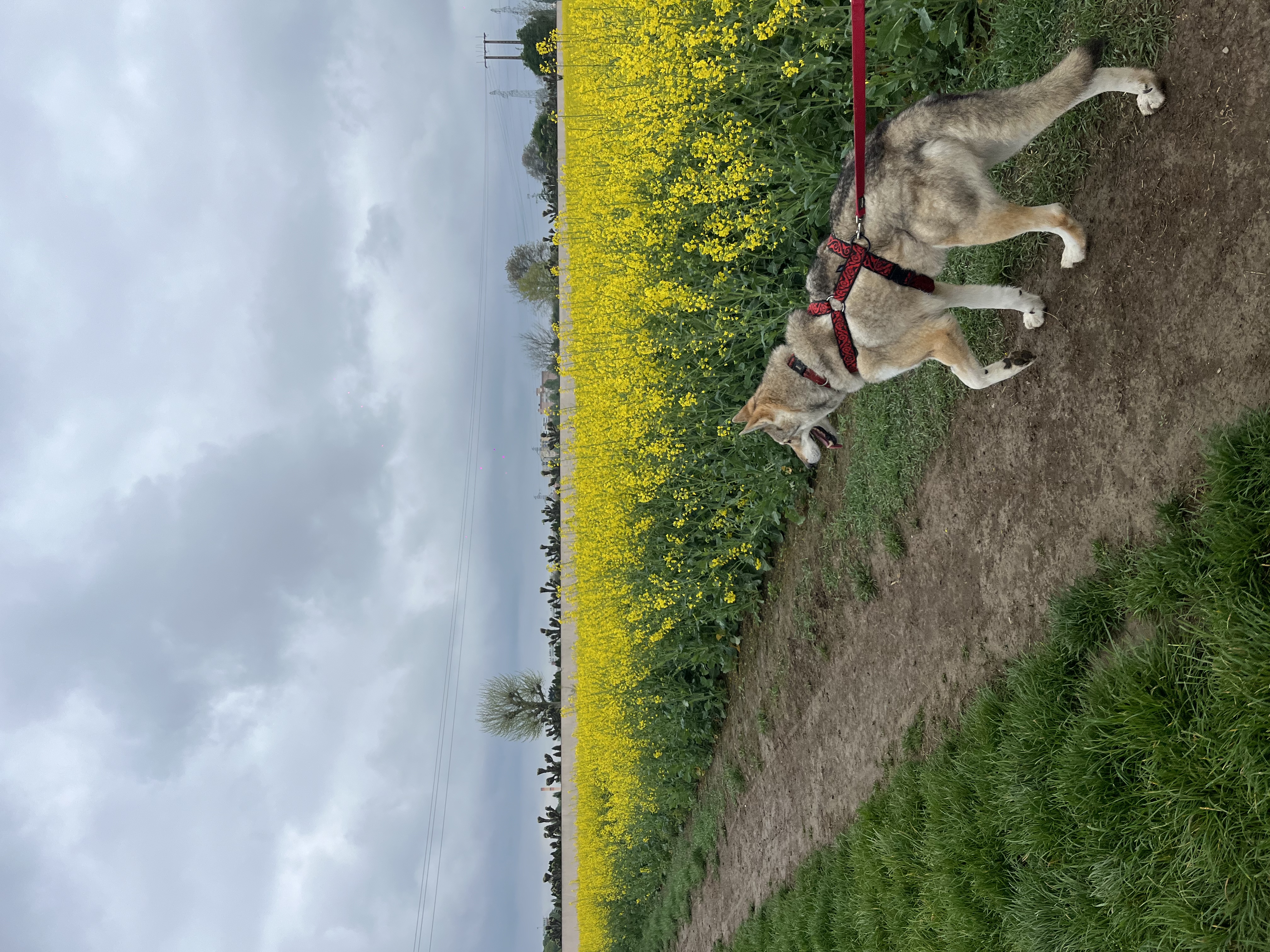 image-15