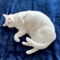 Thelonius