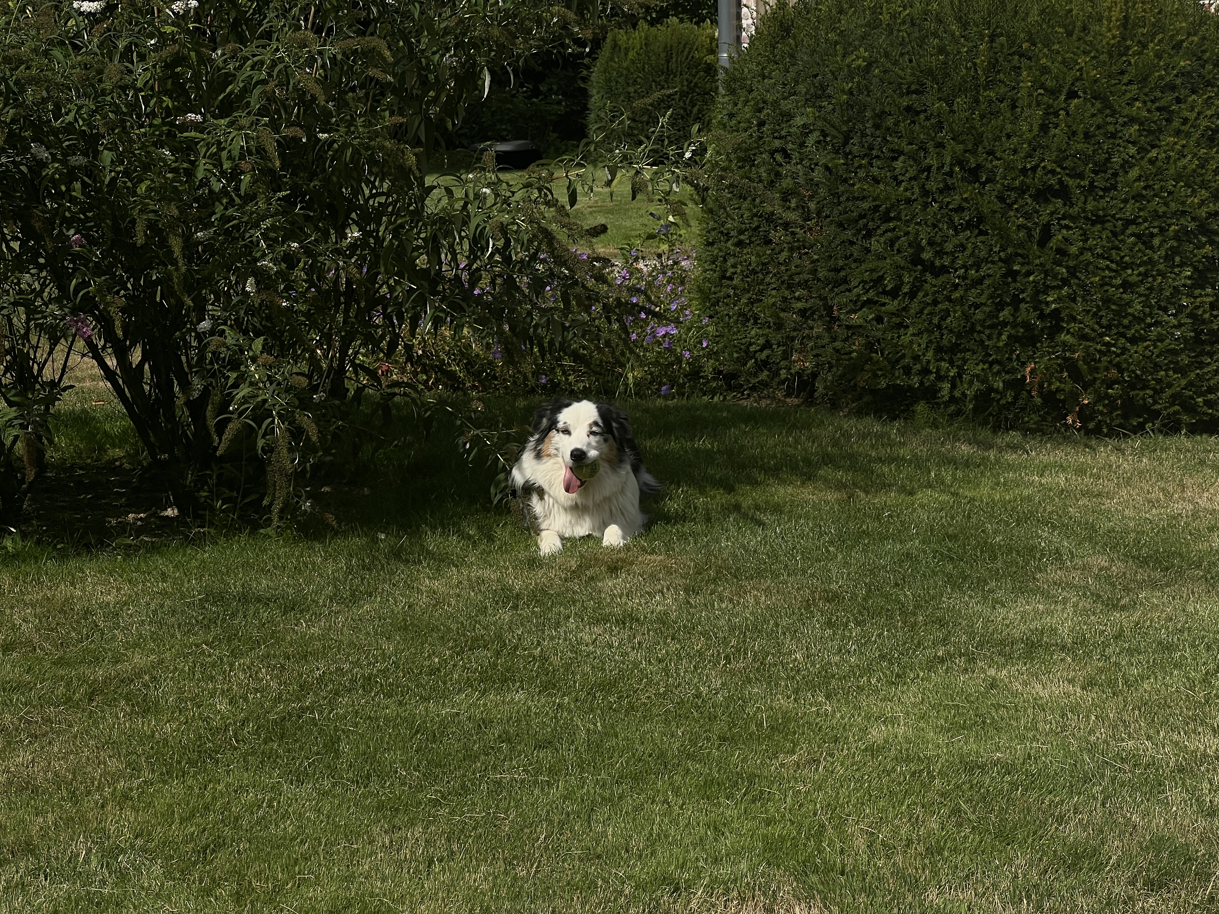 image-18