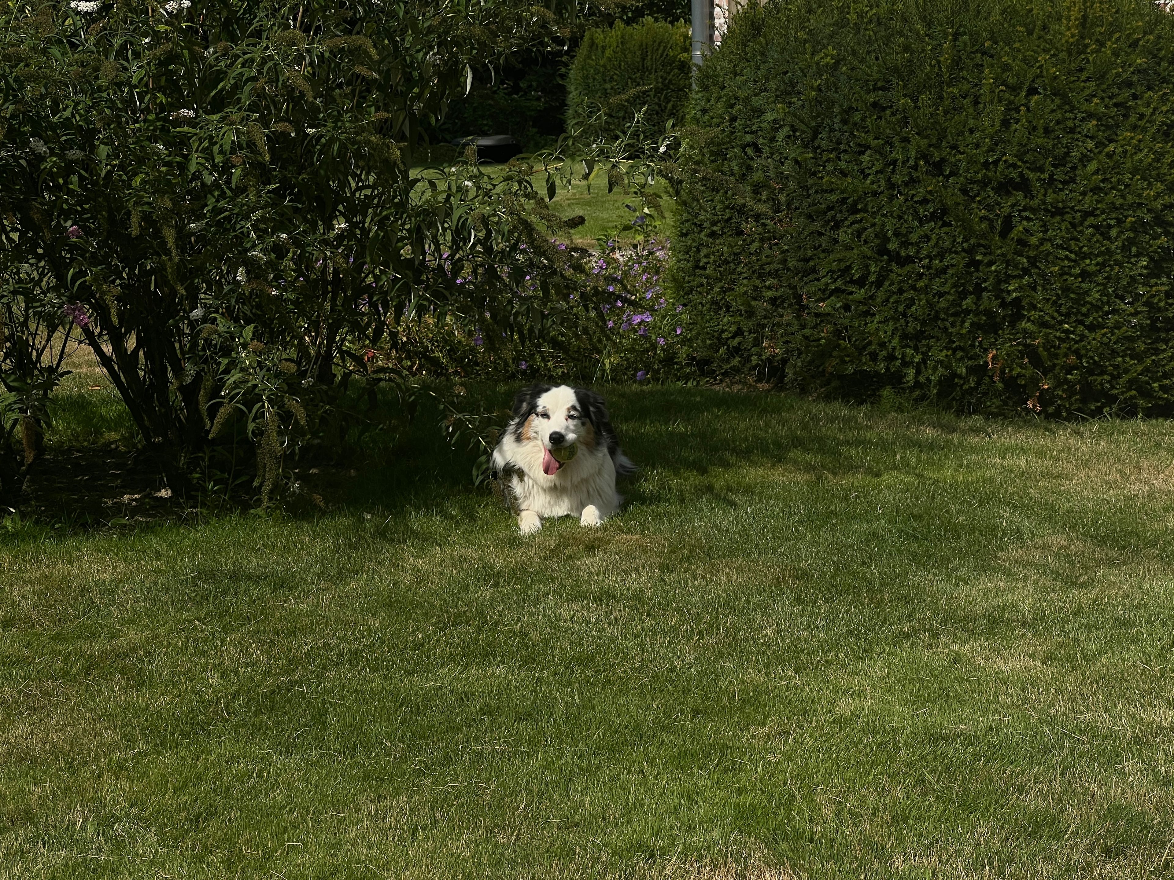 image-18