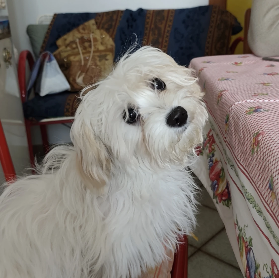 Maya