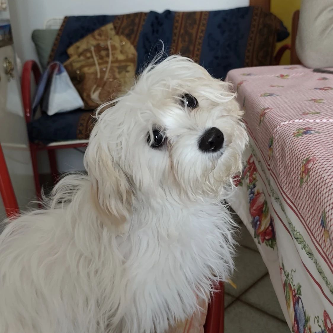 Maya