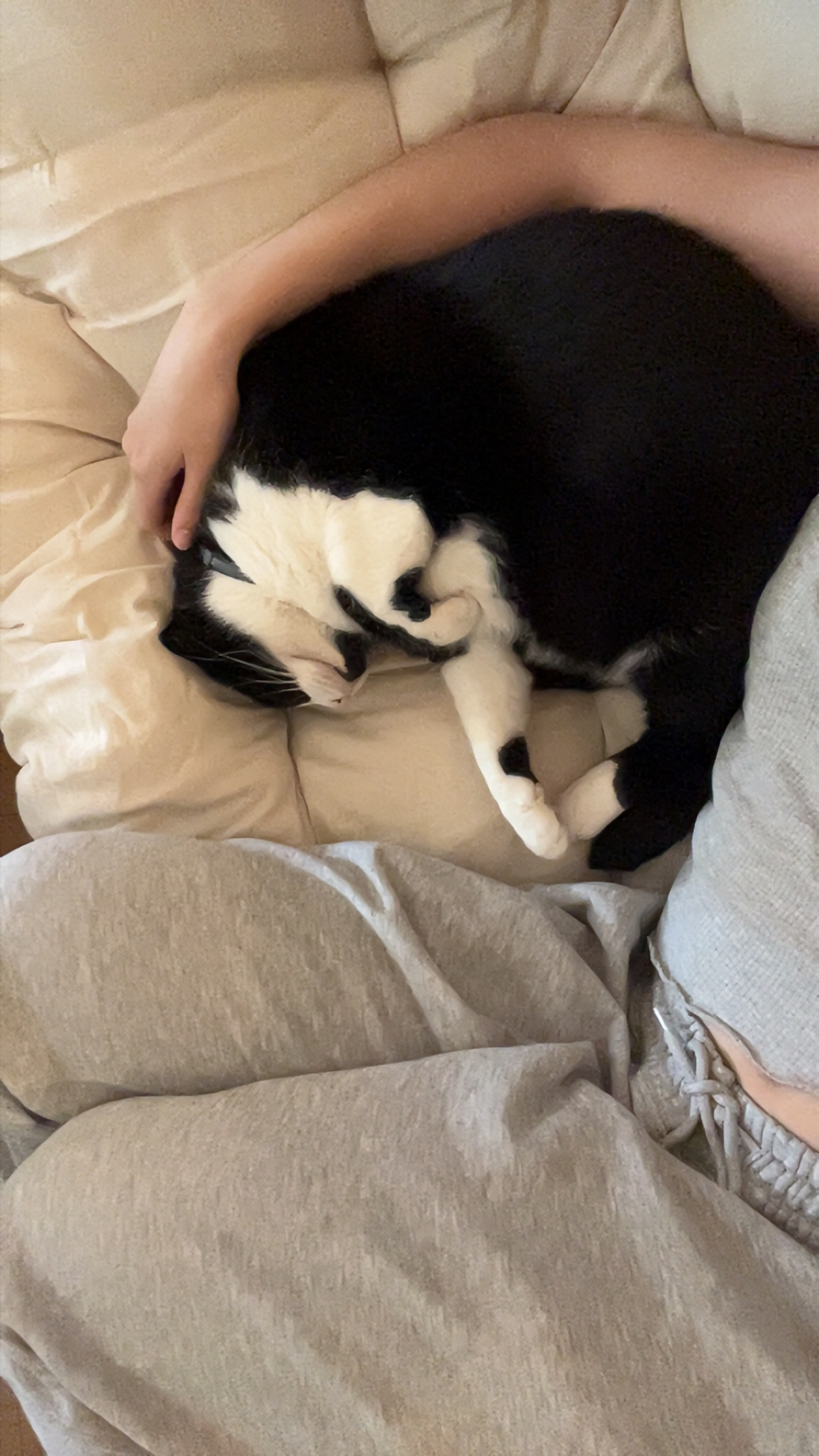 image-7
