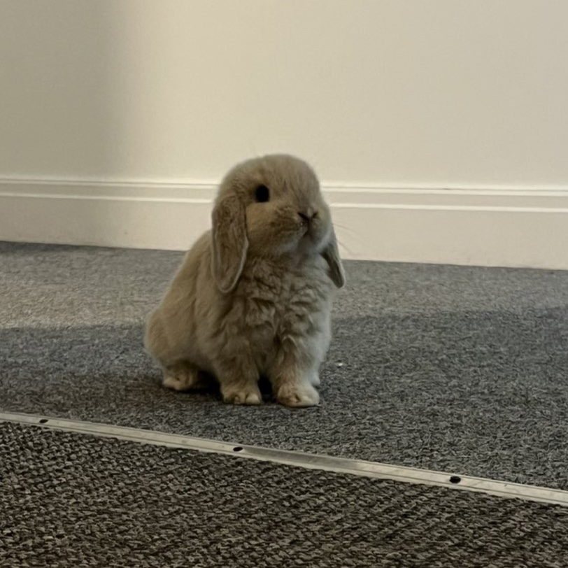 Rolo