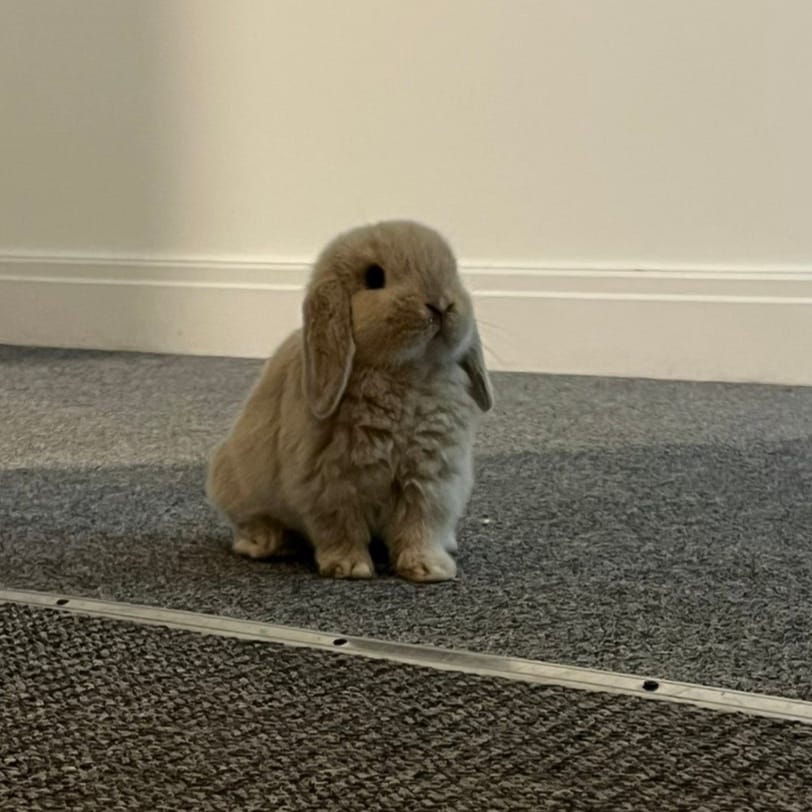 Rolo