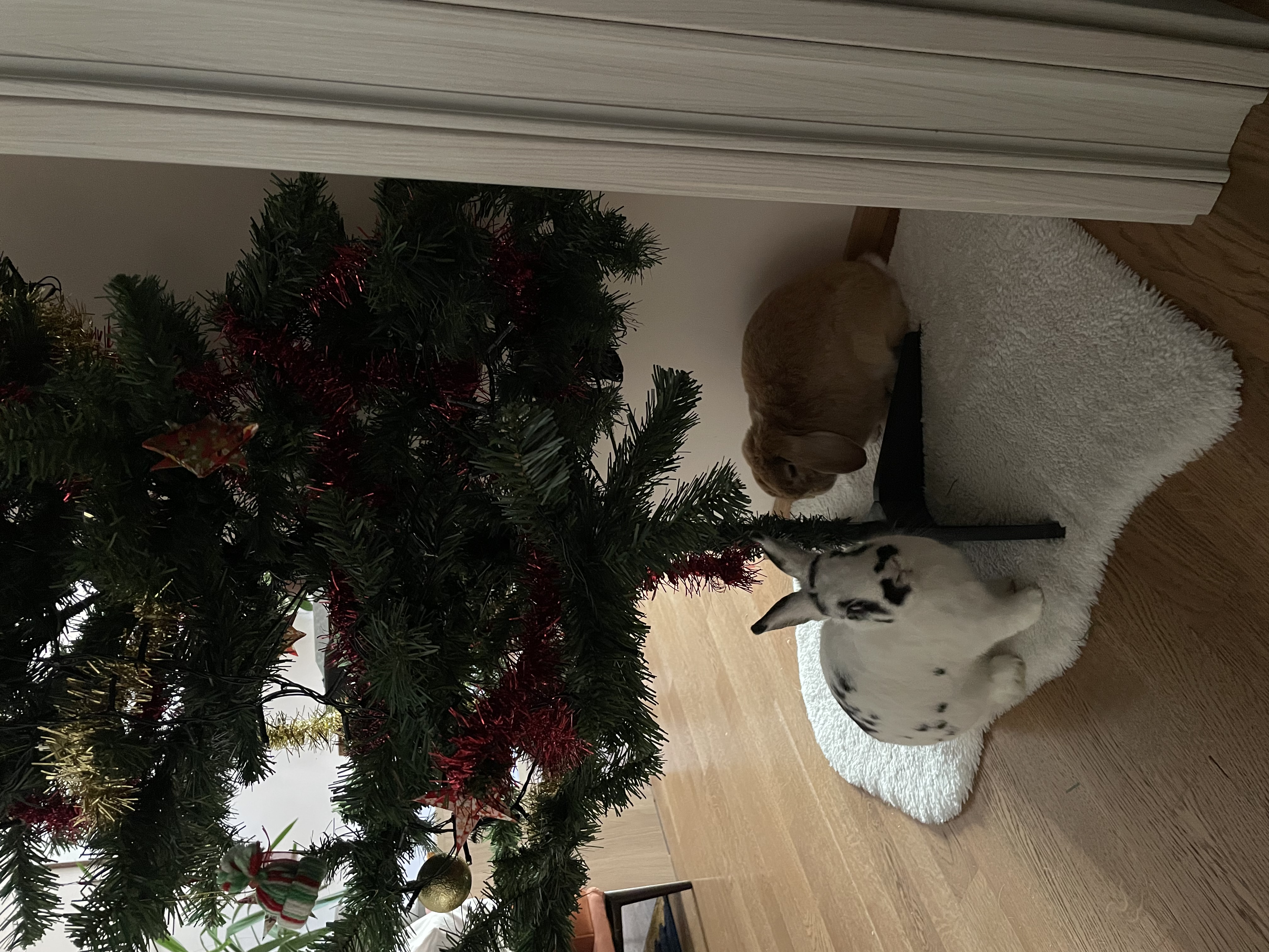 image-11