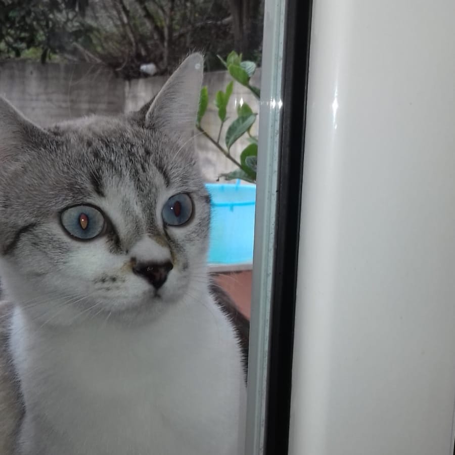 minni