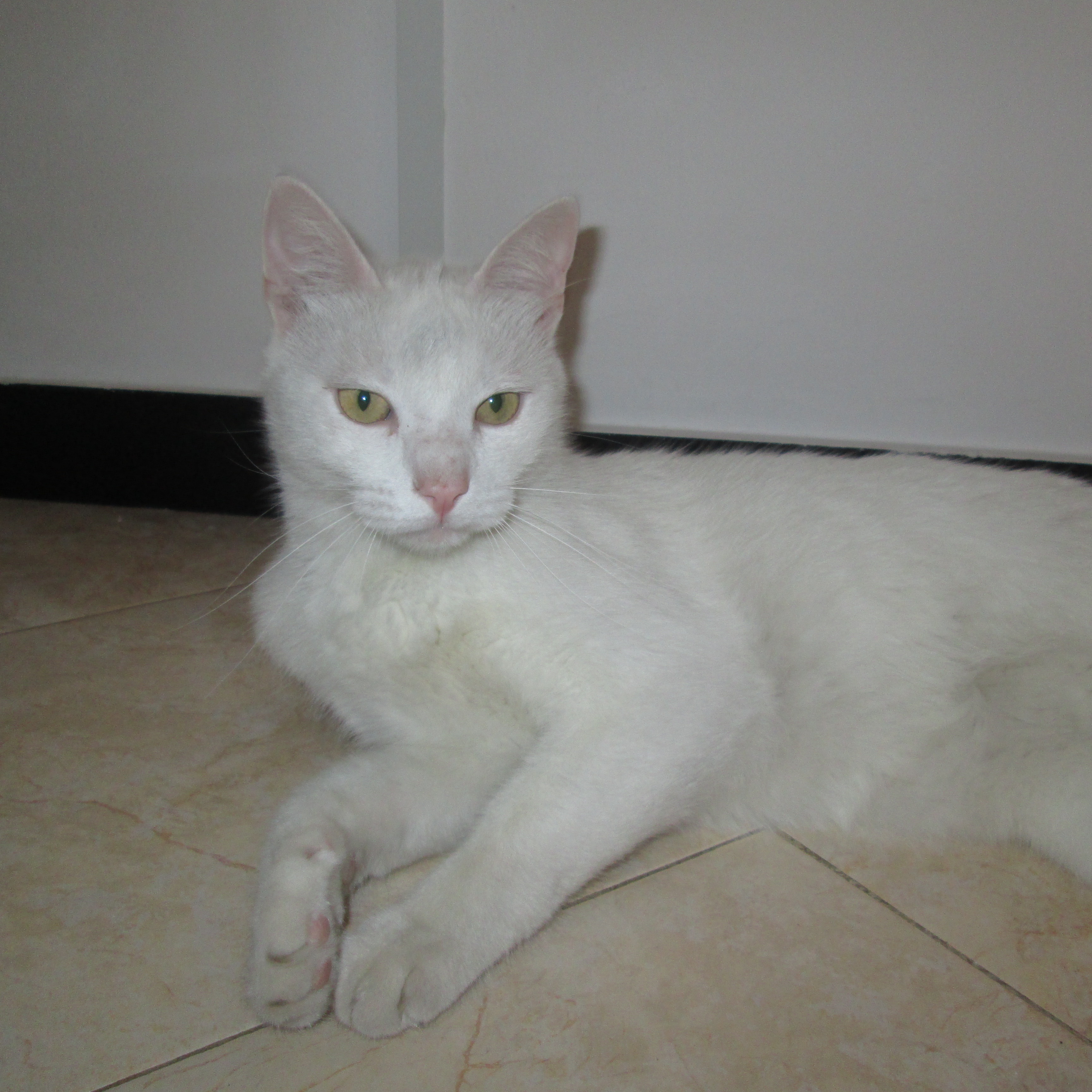 teo