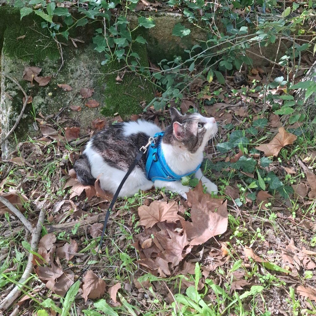 Chouquette