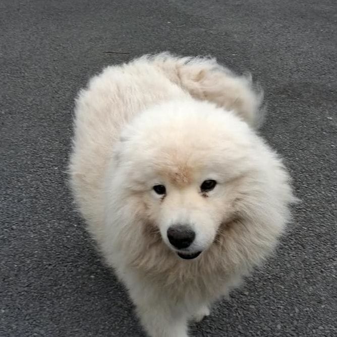 ted