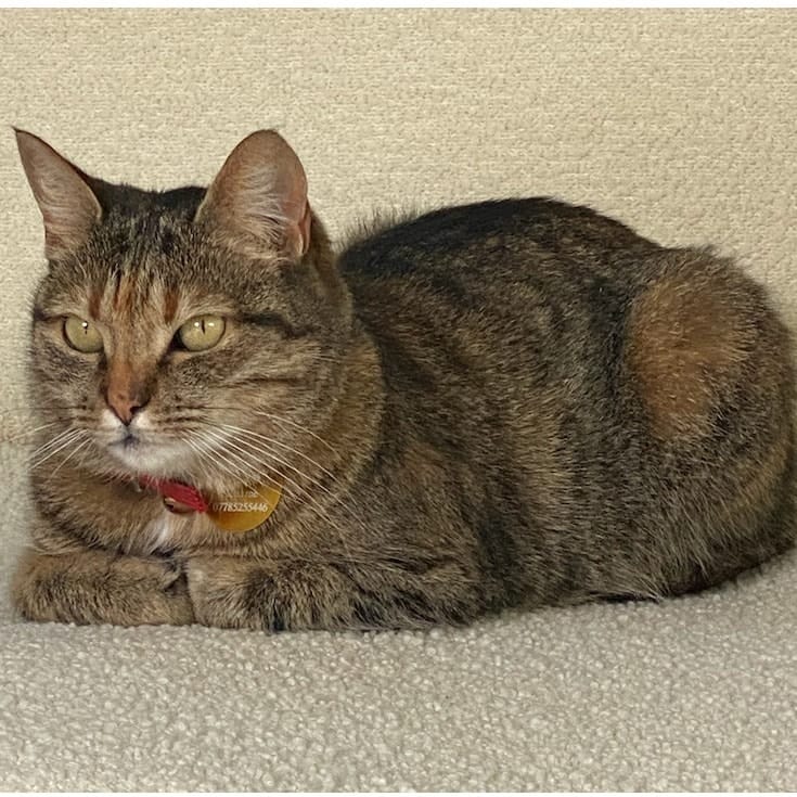 Priscilla