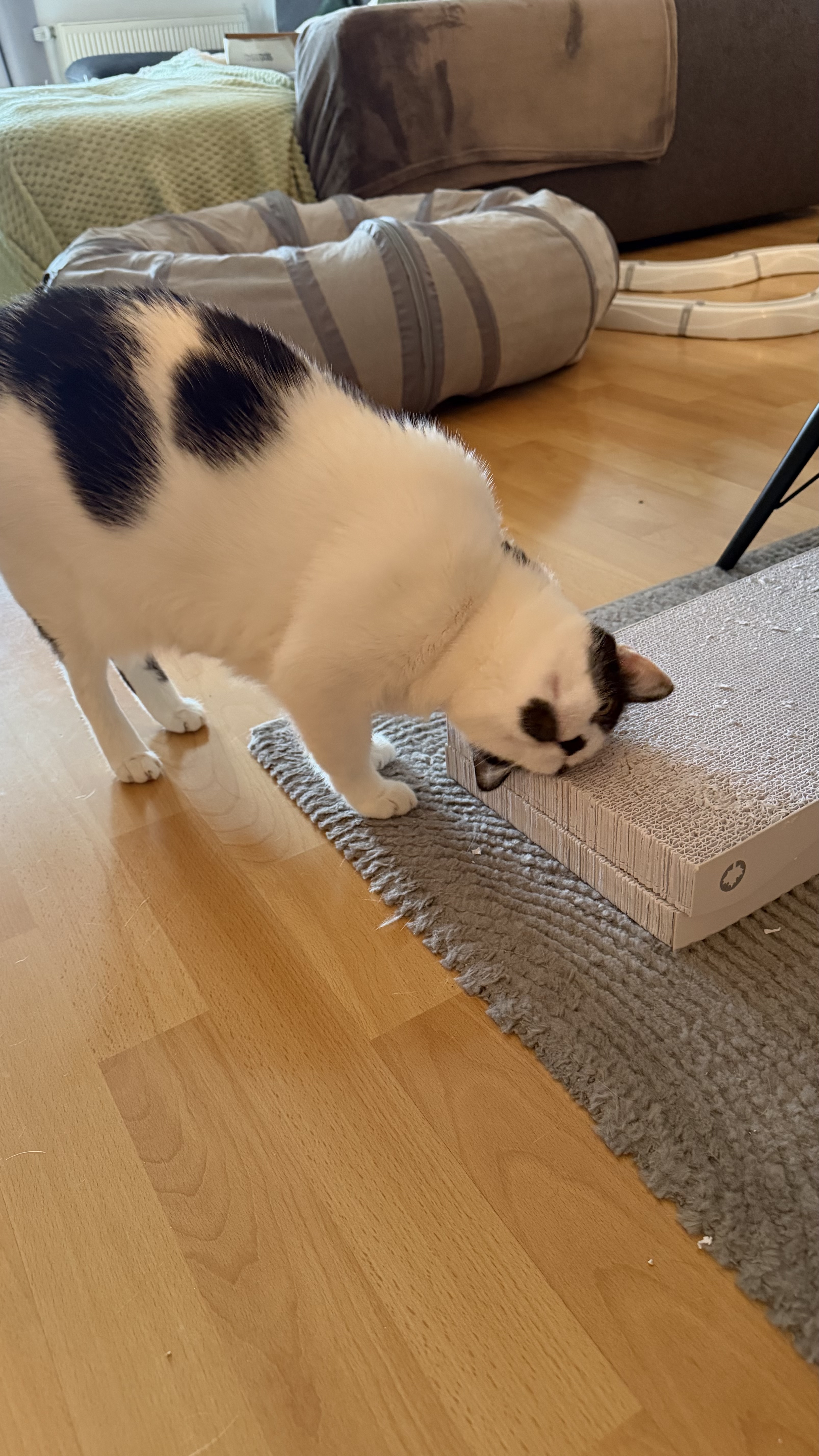 image-12