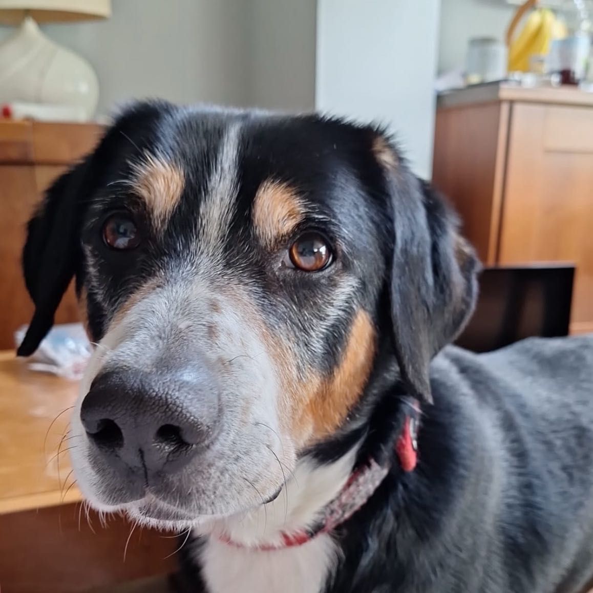 Bailey