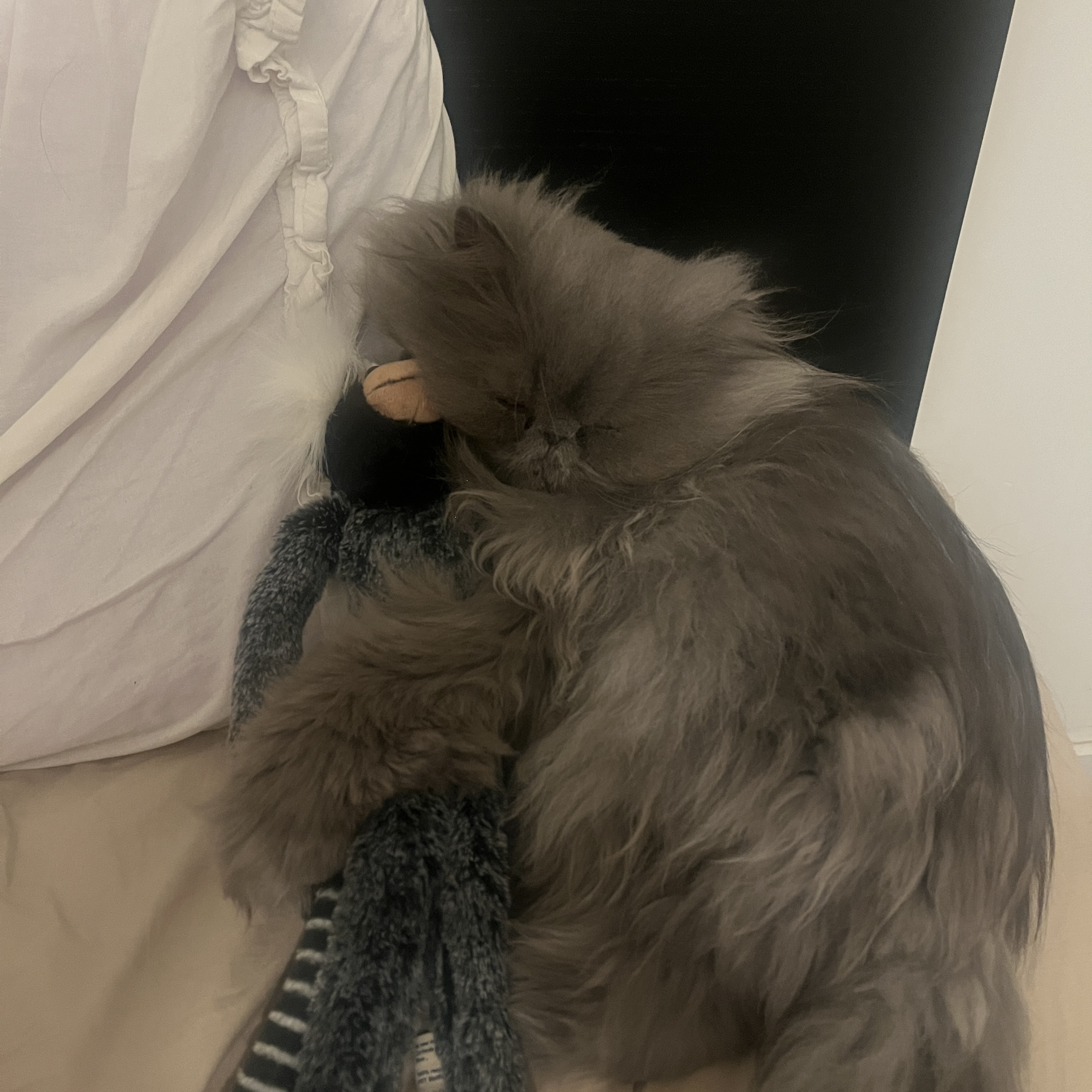 Gizmo