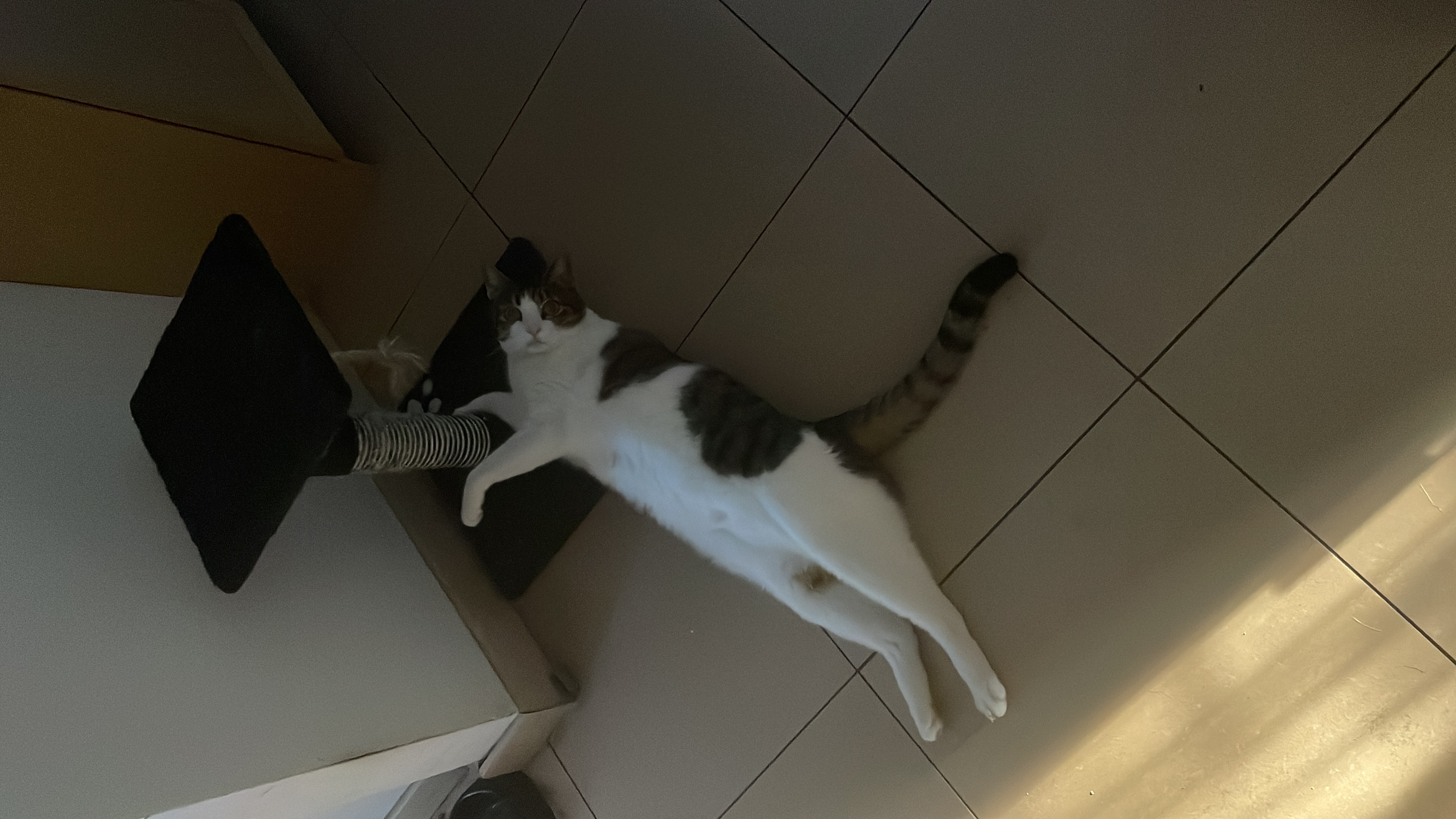 image-10