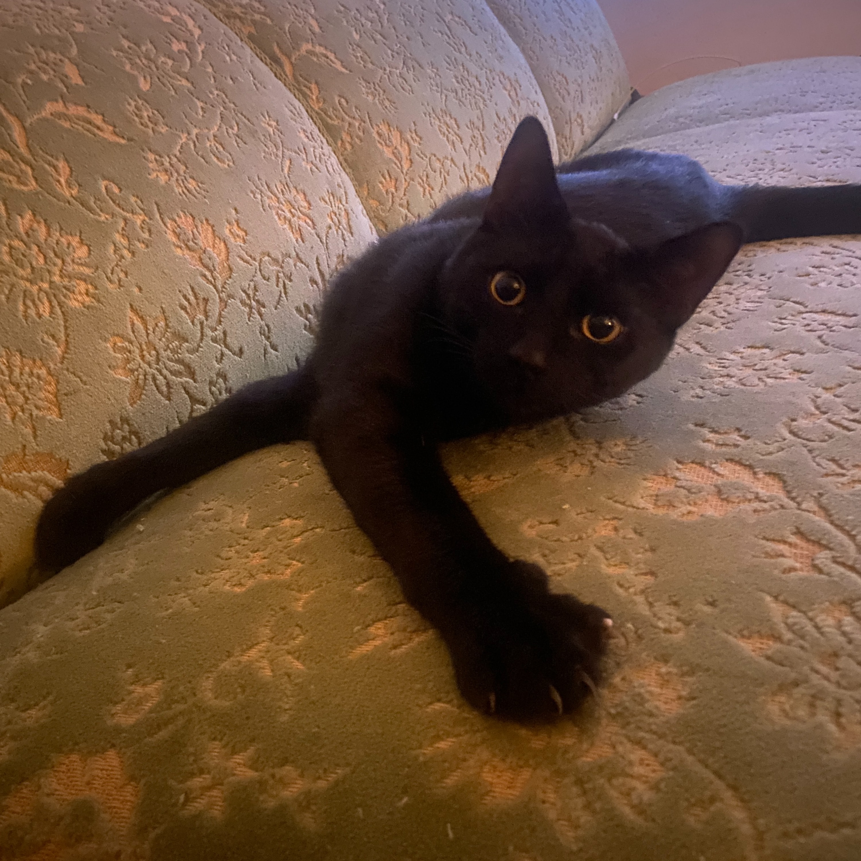 Loki