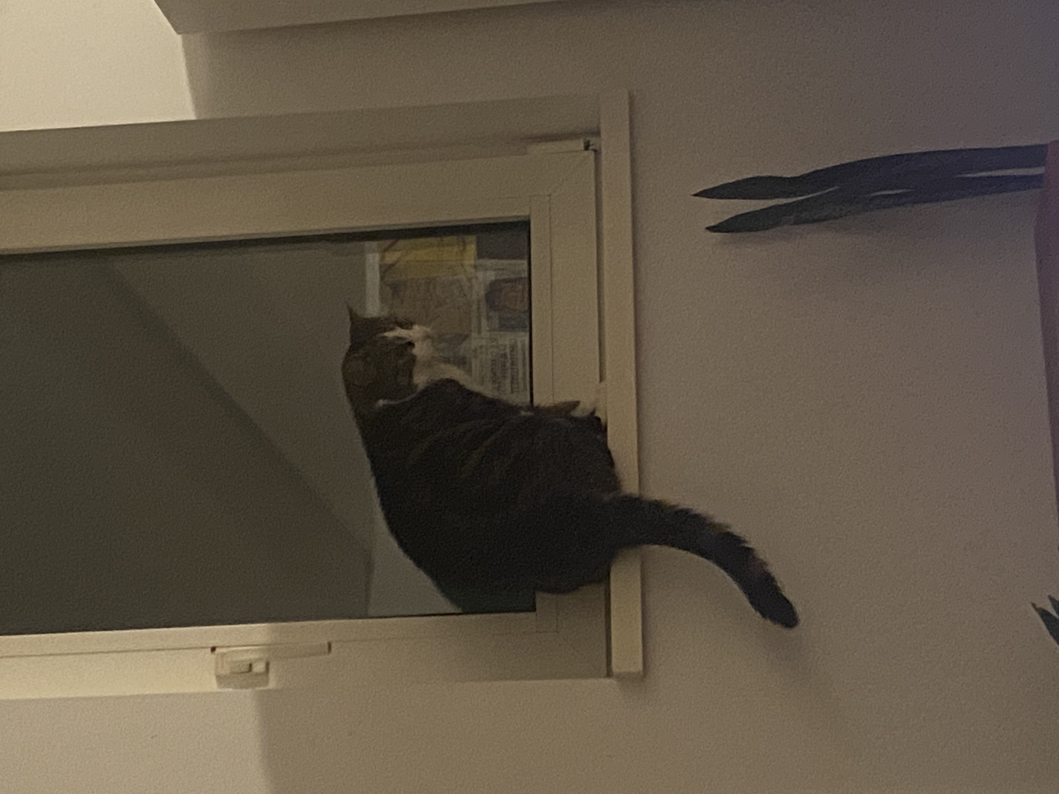 image-7