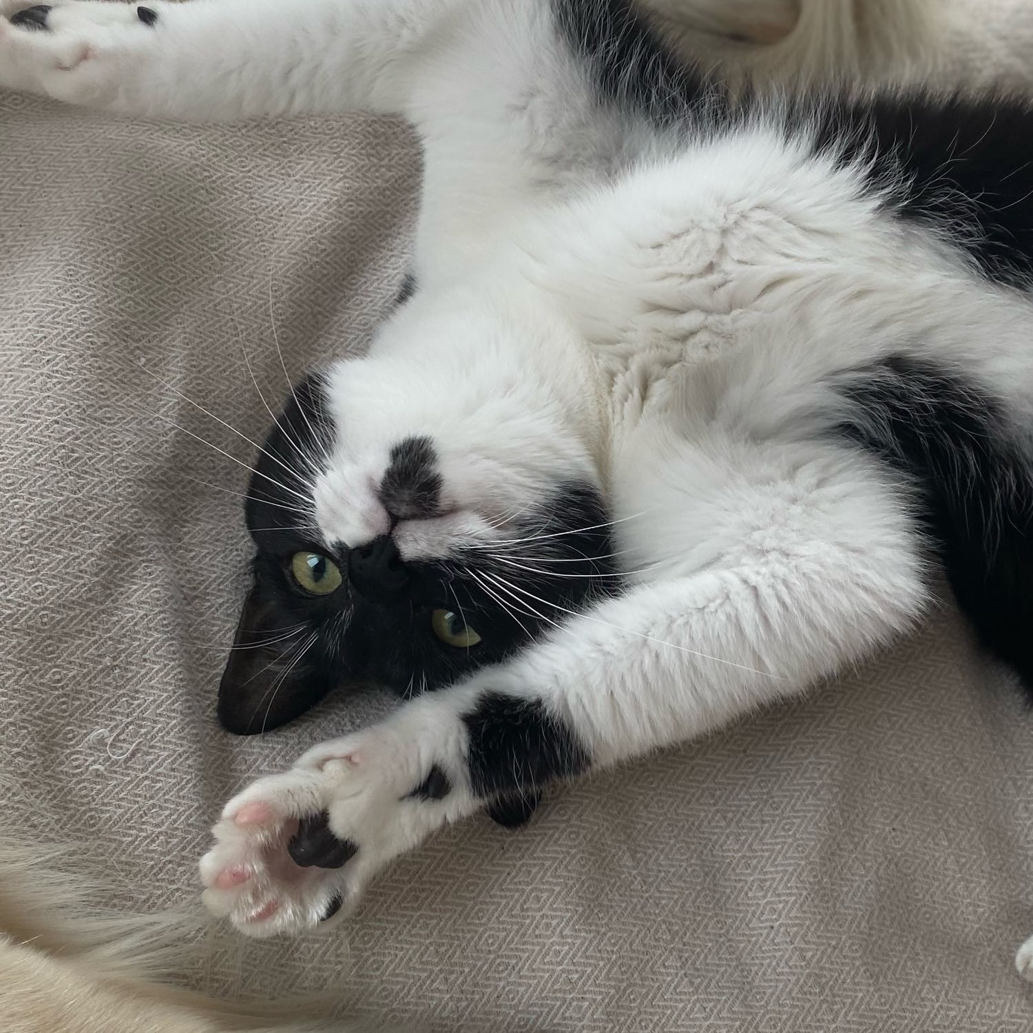 Boo