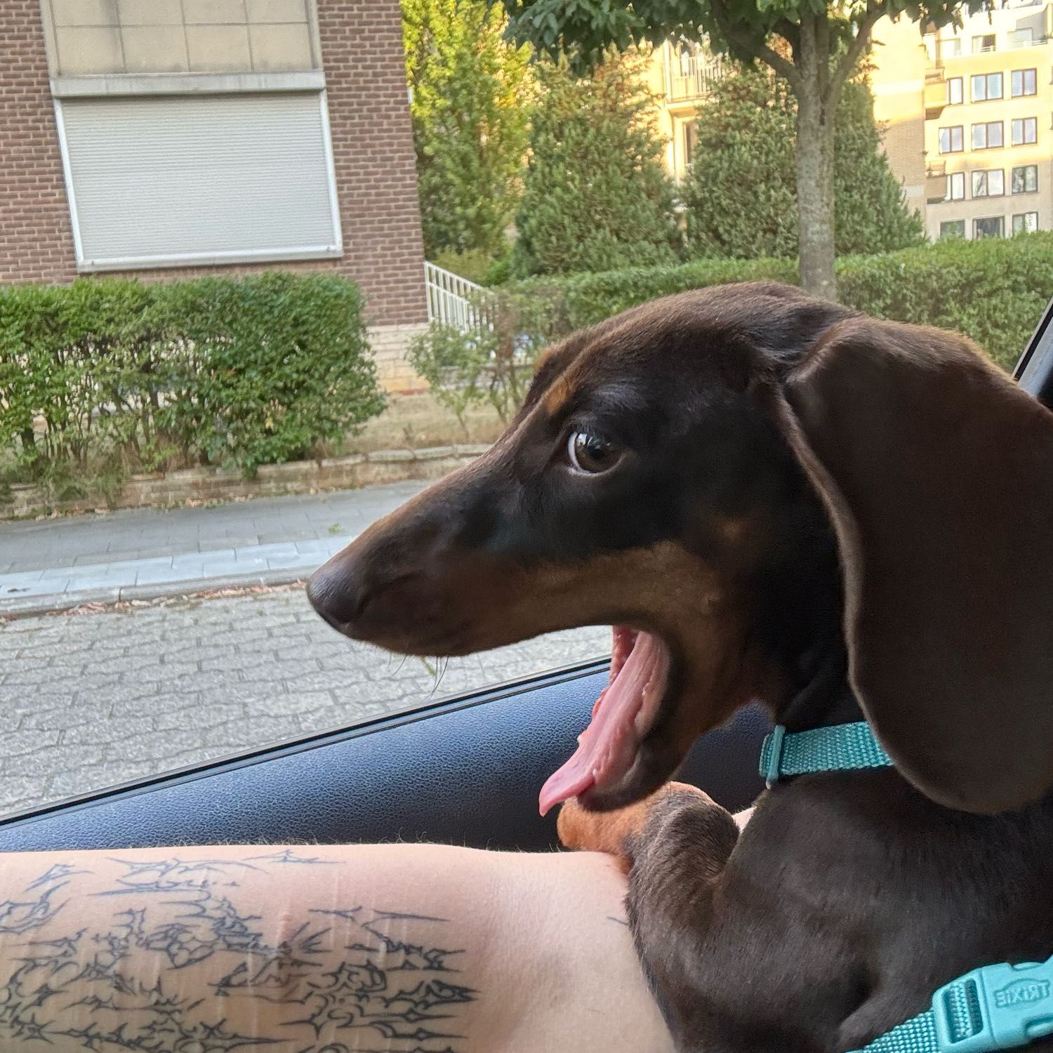 Nala