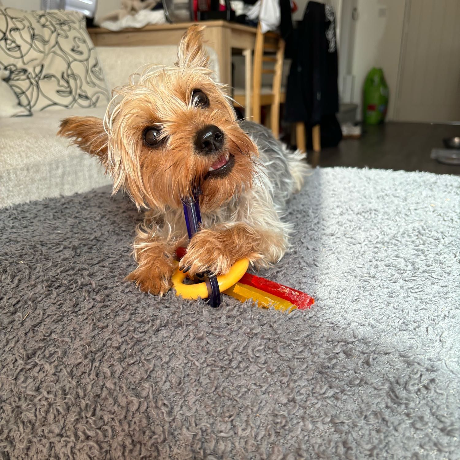 Daisy