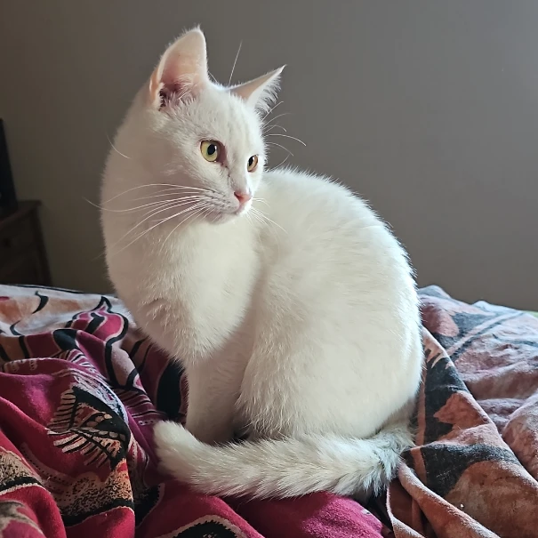 Grisú