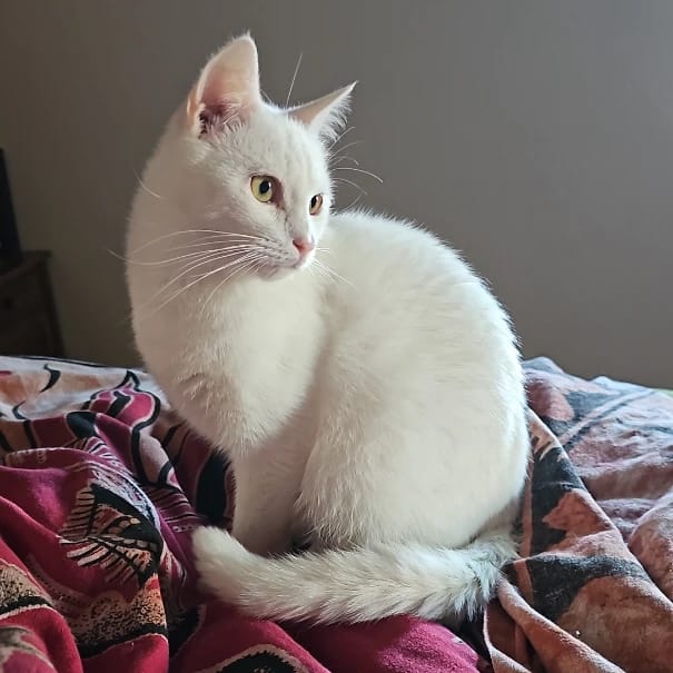 Grisú
