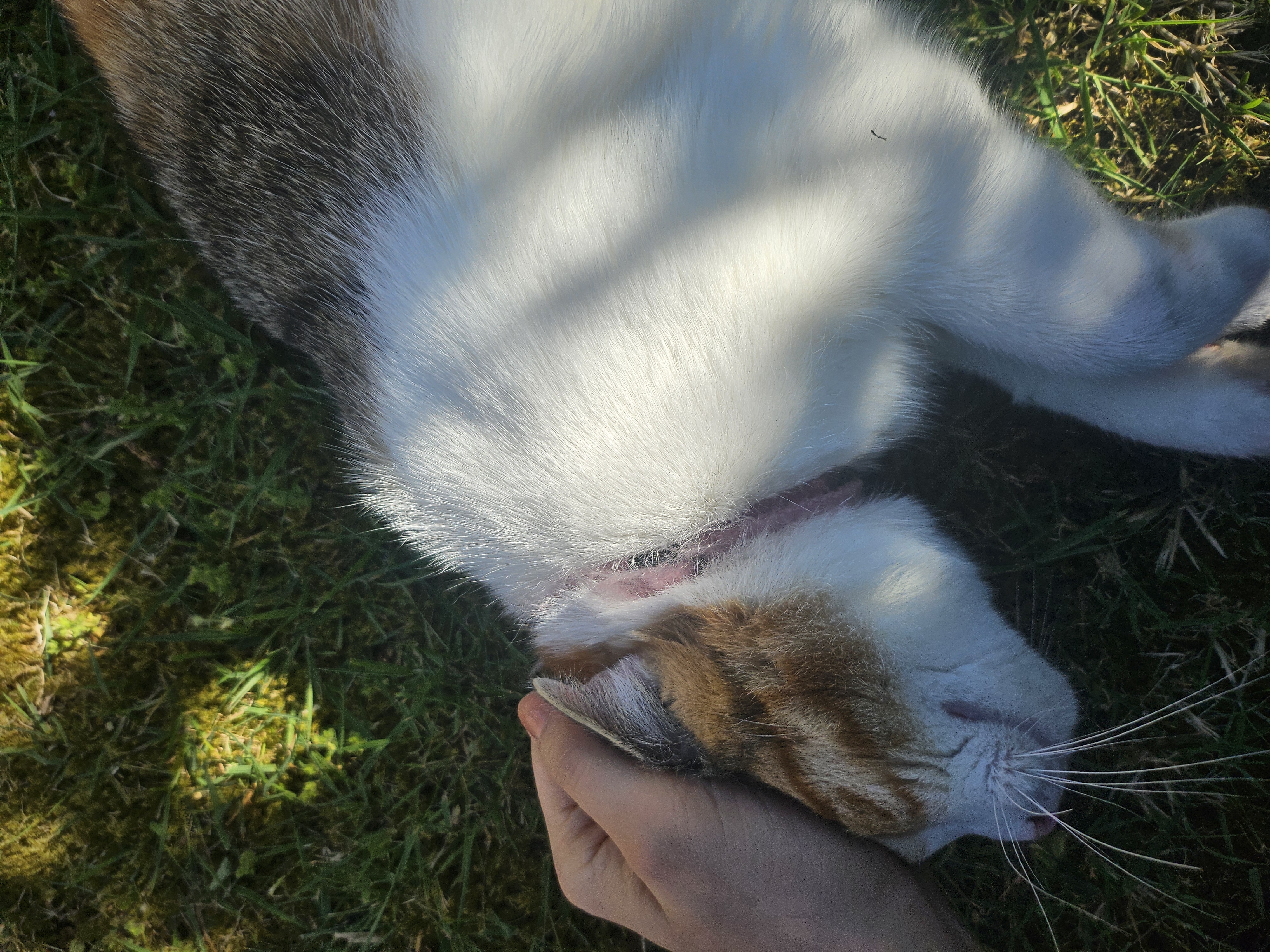 image-7