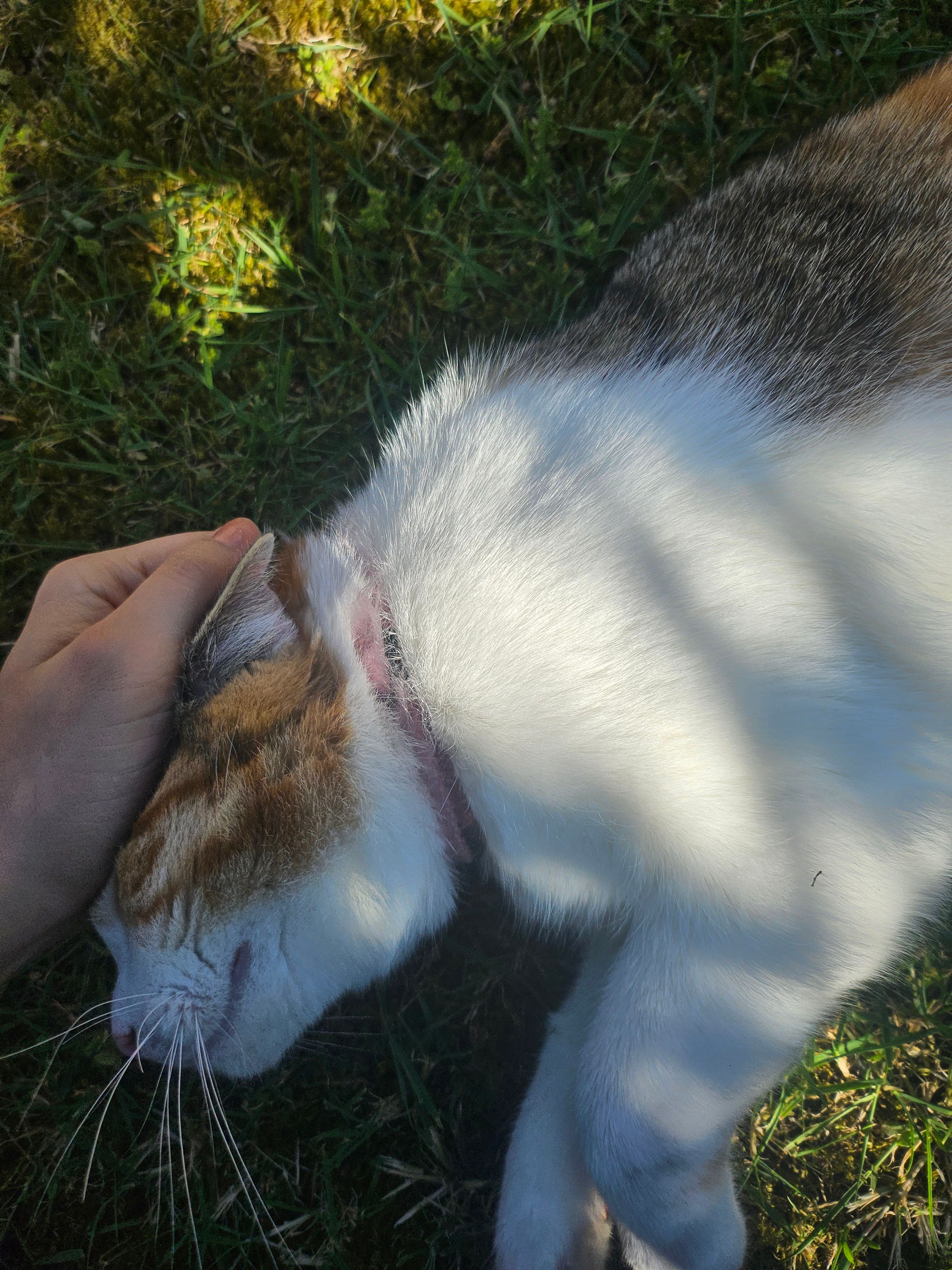 image-7