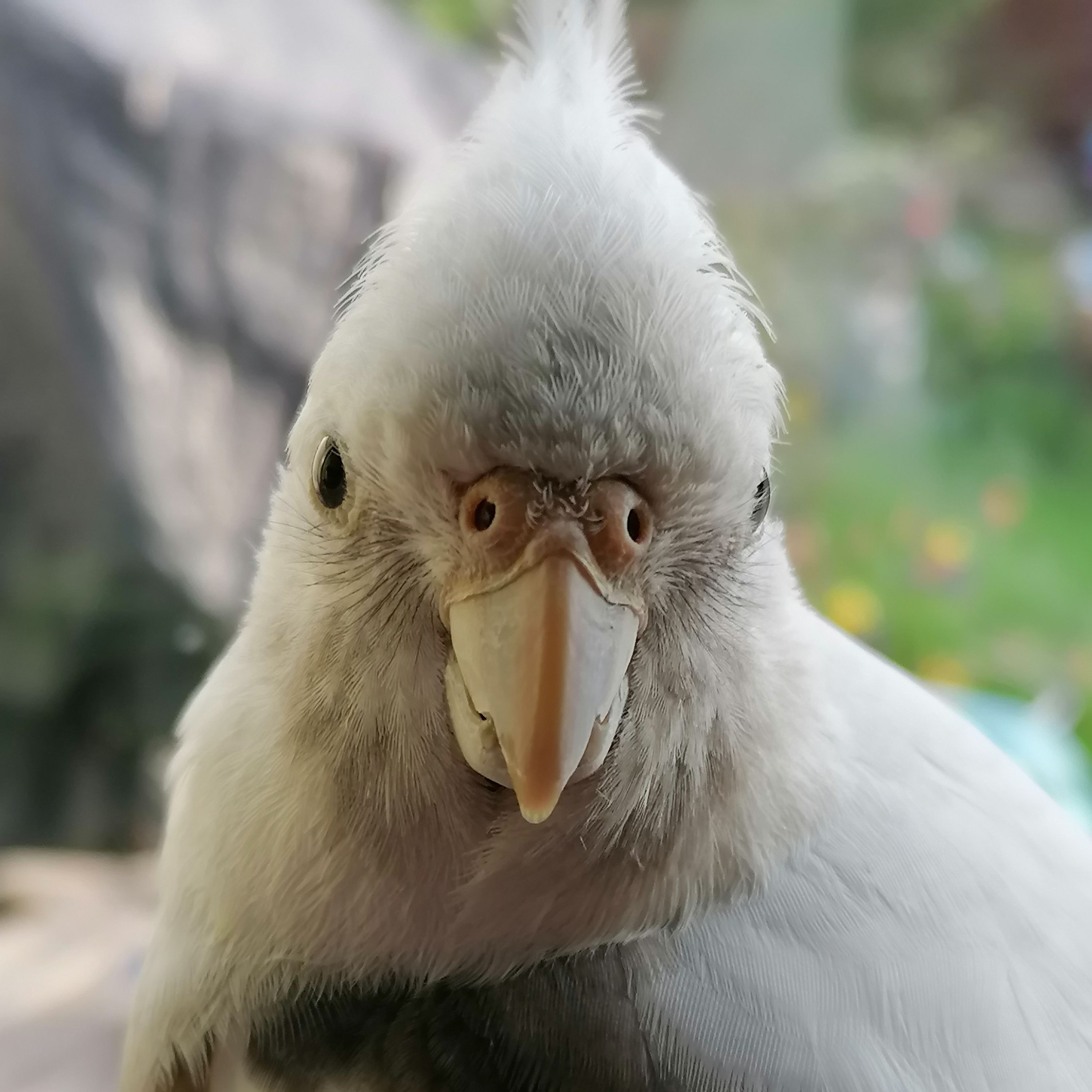 Coco