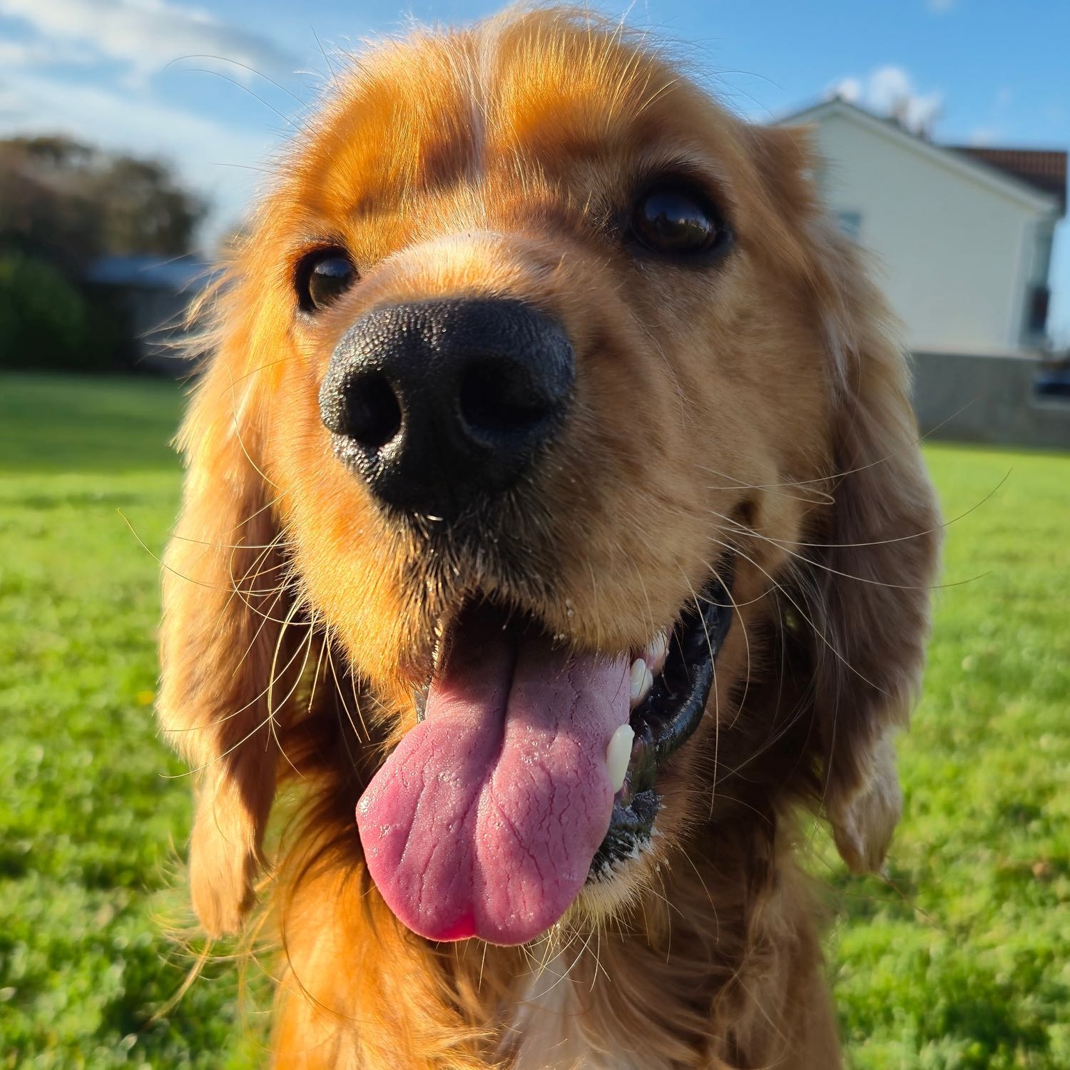 Christopher Hemsworth 