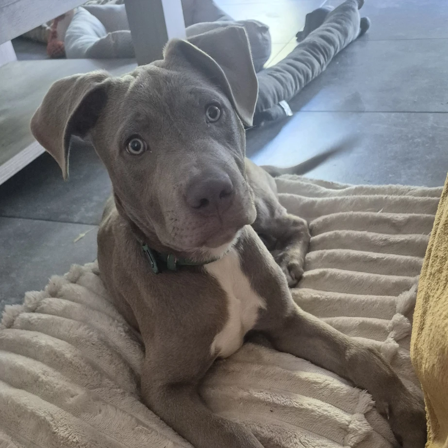 Cooper