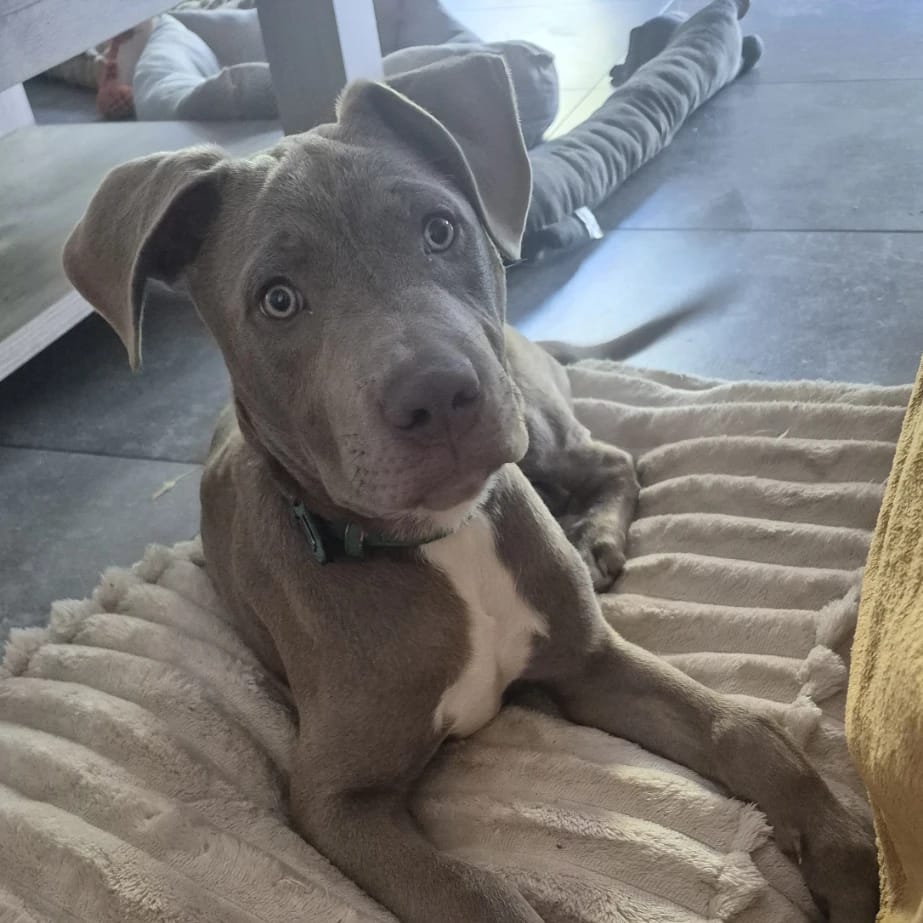 Cooper