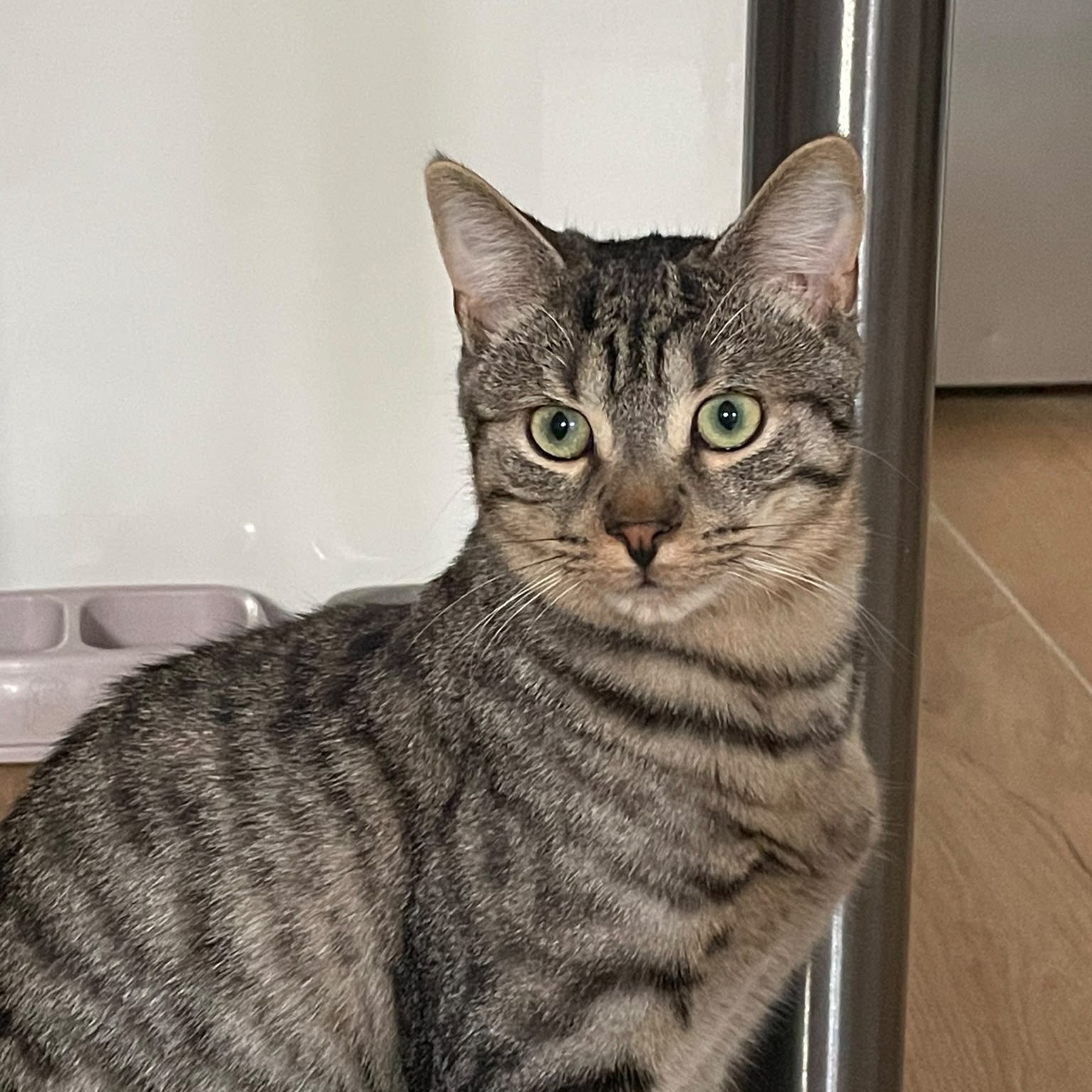 Mowgli